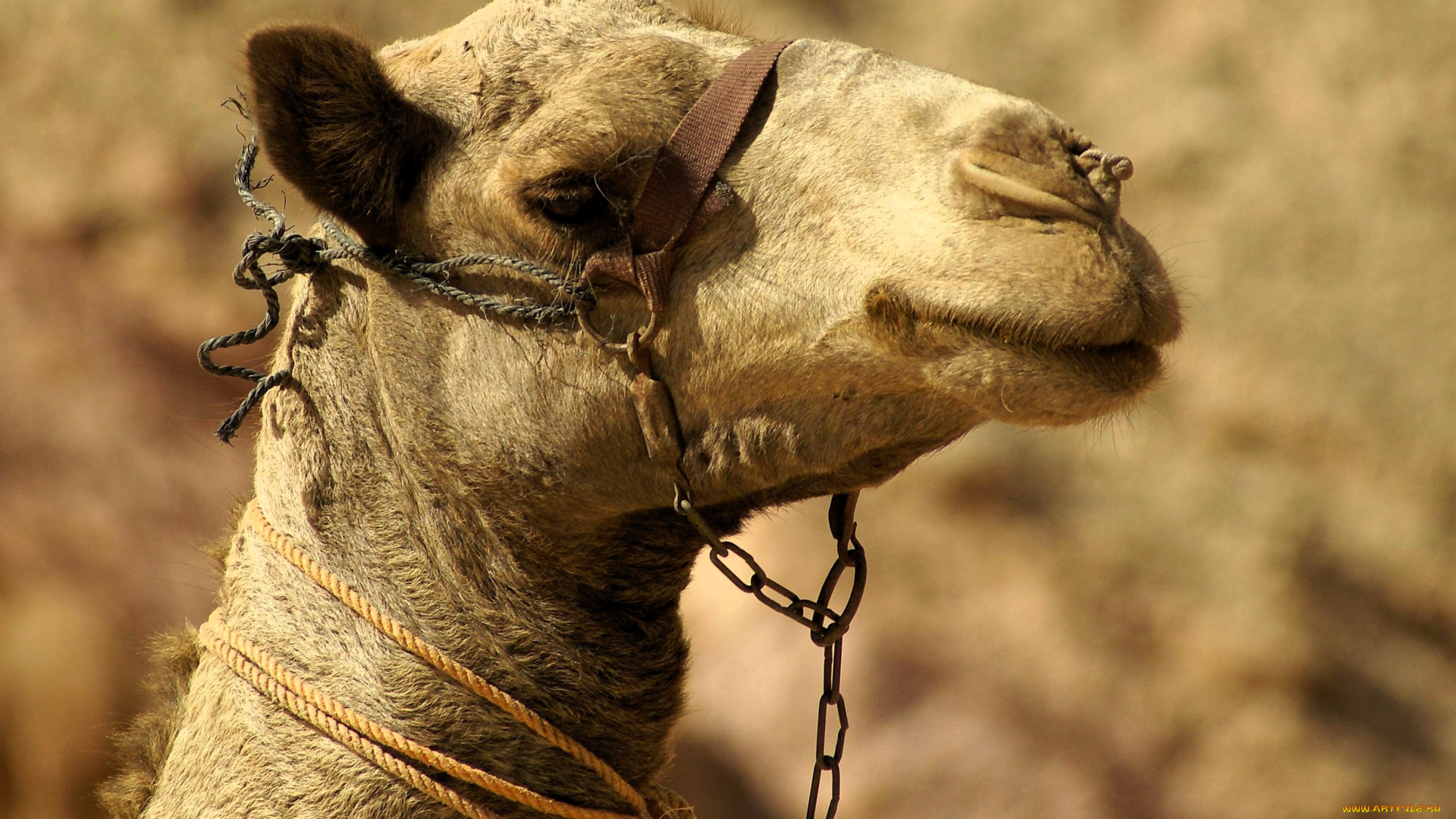 животные, верблюды, верблюд, голова, уздечка