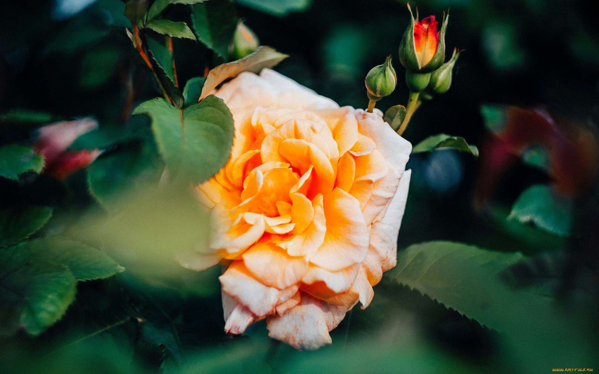 цветы, розы, роза, желтая, бутоны, листья, куст