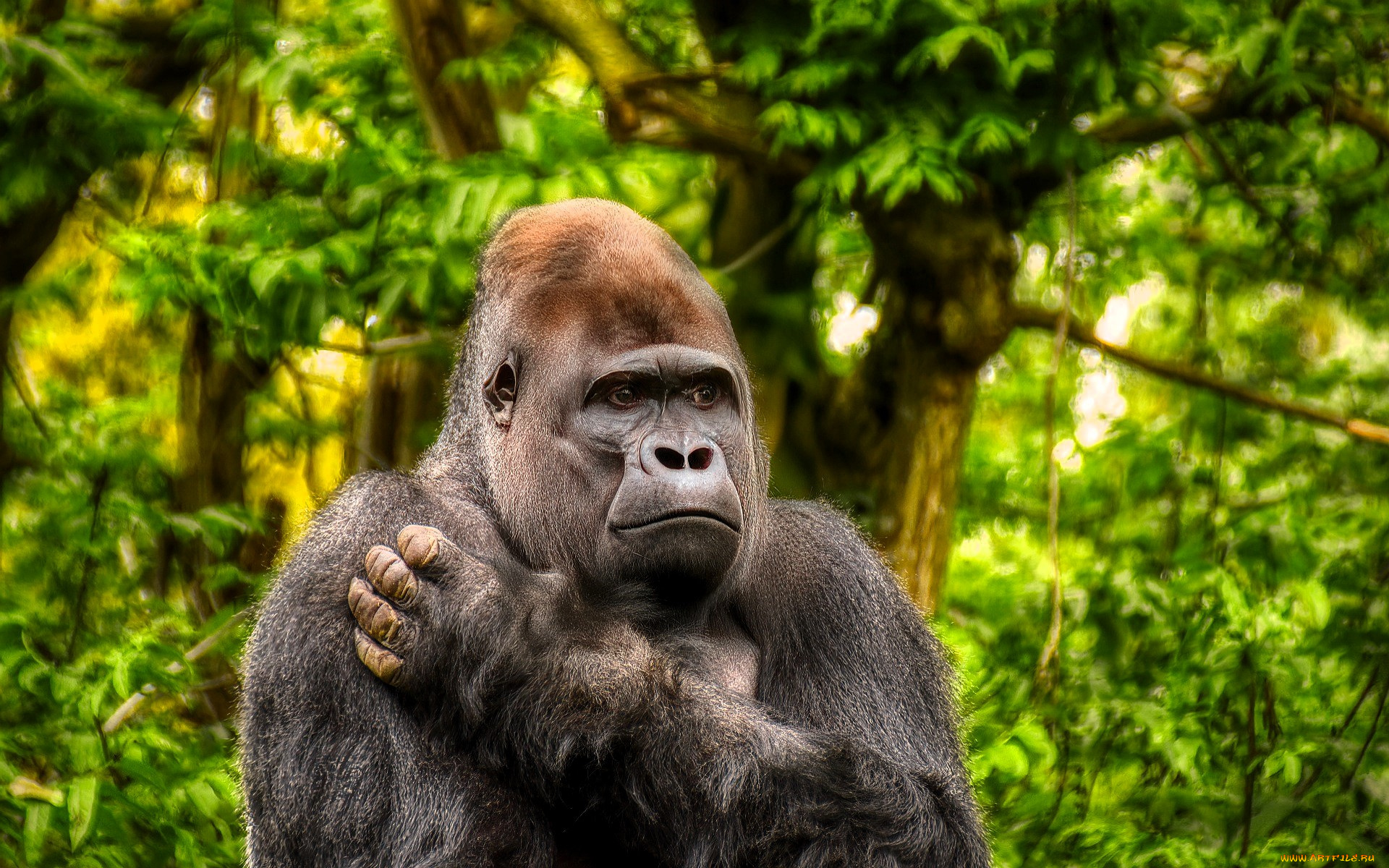 животные, обезьяны, обезьяна, горилла, джунгли, лес
