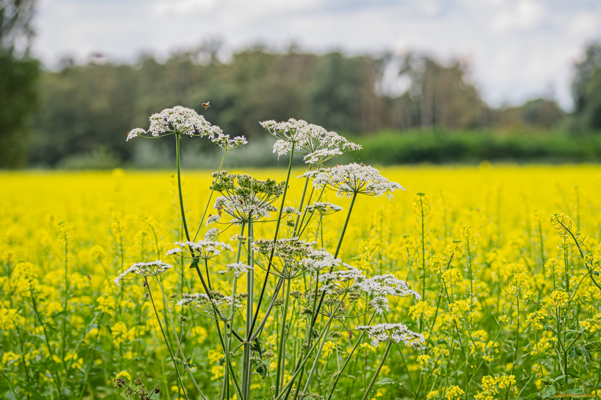 heracleum, sphondylium, борщевик, обыкновенный, цветы, луговые, , полевые, , цветы, heracleum, sphondylium, борщевик, обыкновенный
