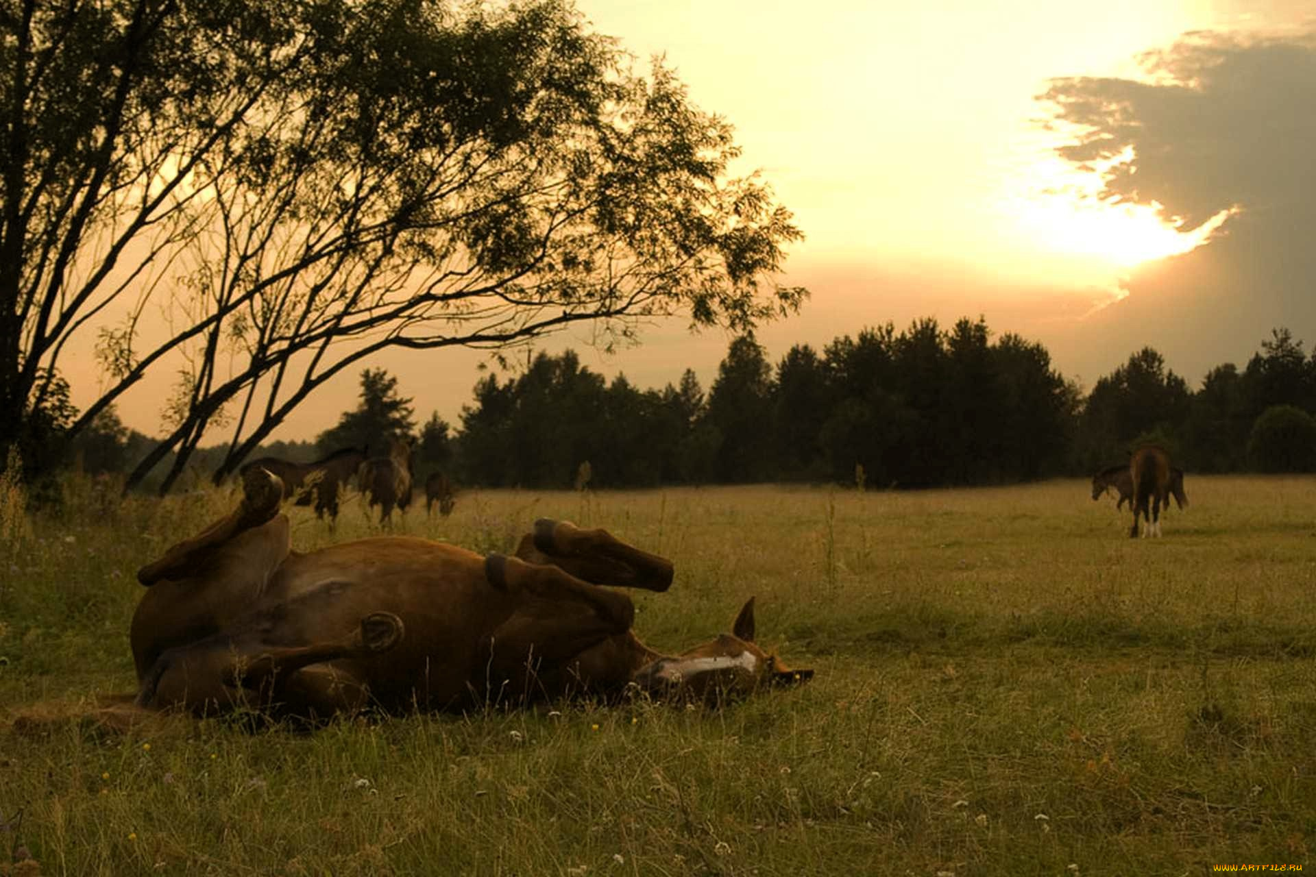 животные, лошади, луг, поляна, деревья