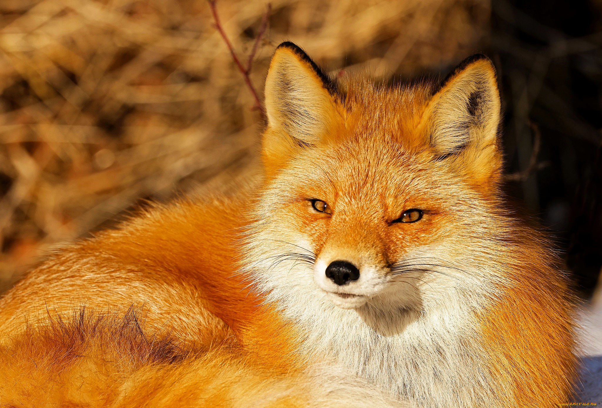 животные, лисы, лиса, рыжая