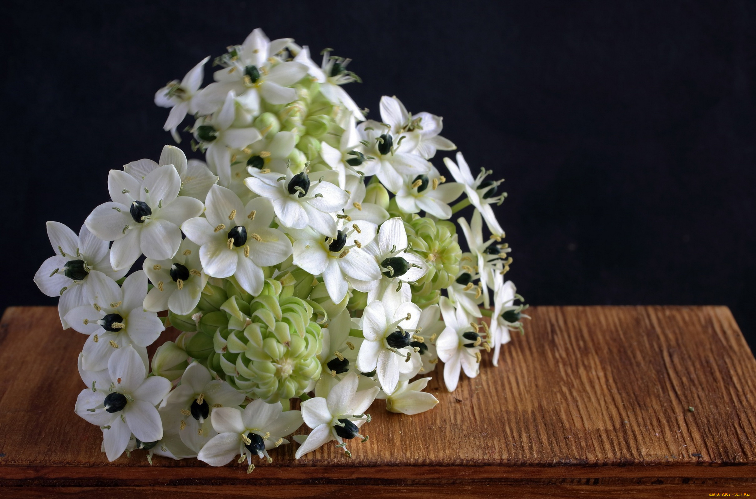 chincherinchee, птицемлечник, цветы