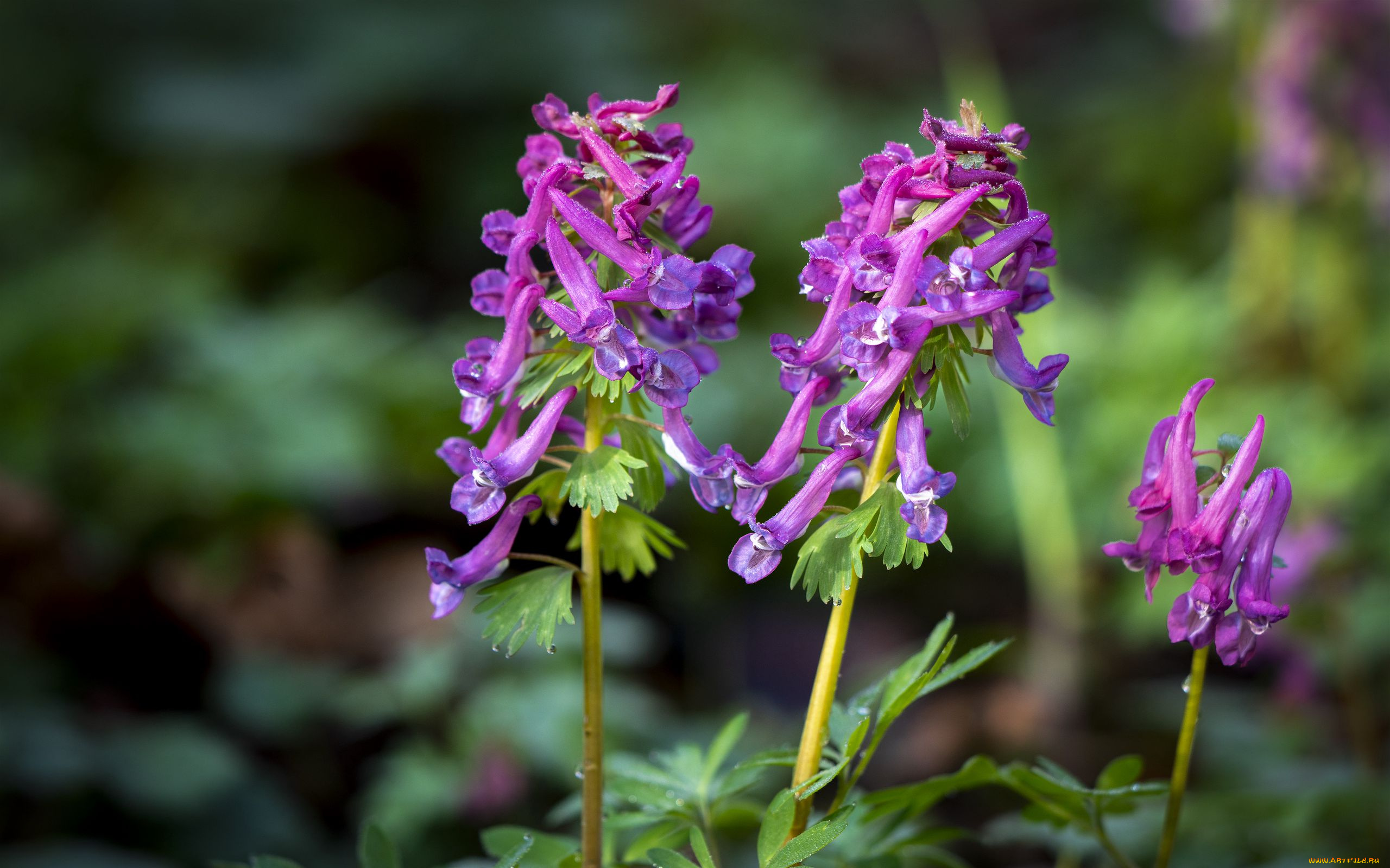 corydalis, хохлатка, цветы, луговые, , полевые, , цветы
