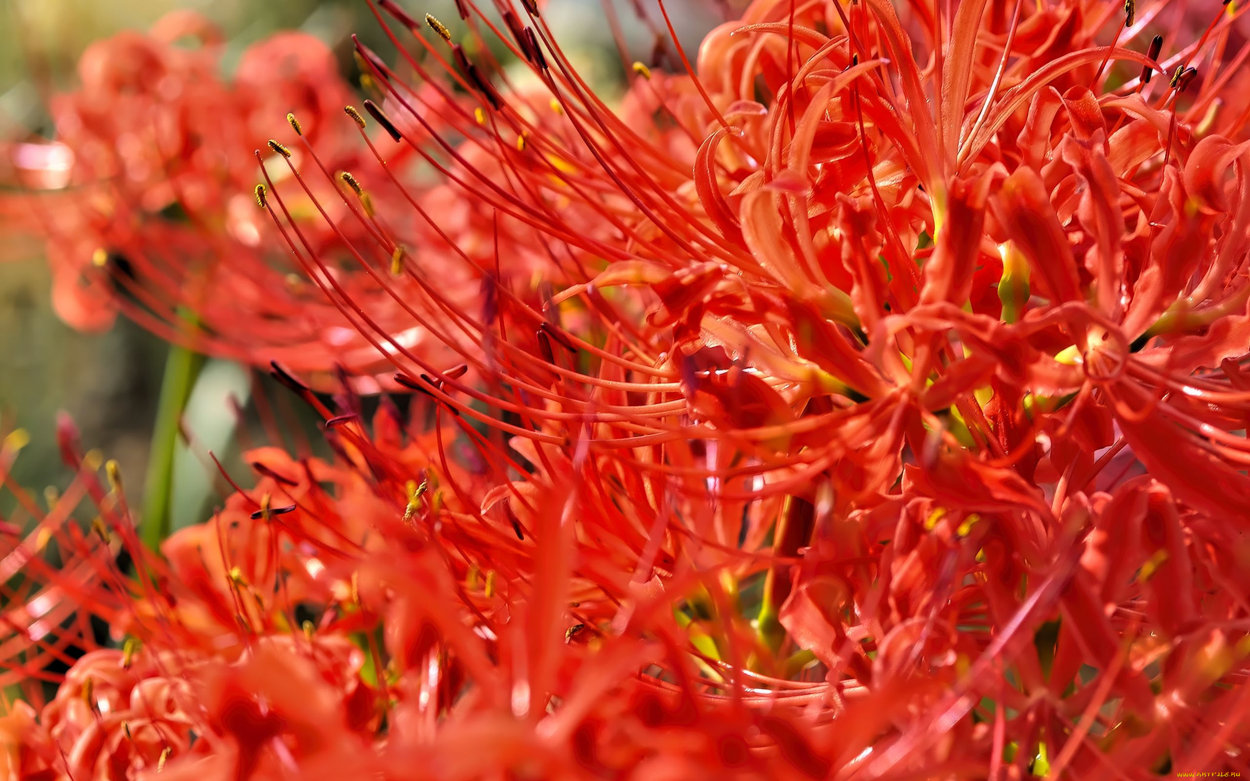 lycoris, ликорис, цветы, лилии, , лилейники