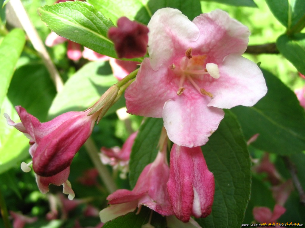 цветы, цветущие, деревья, кустарники