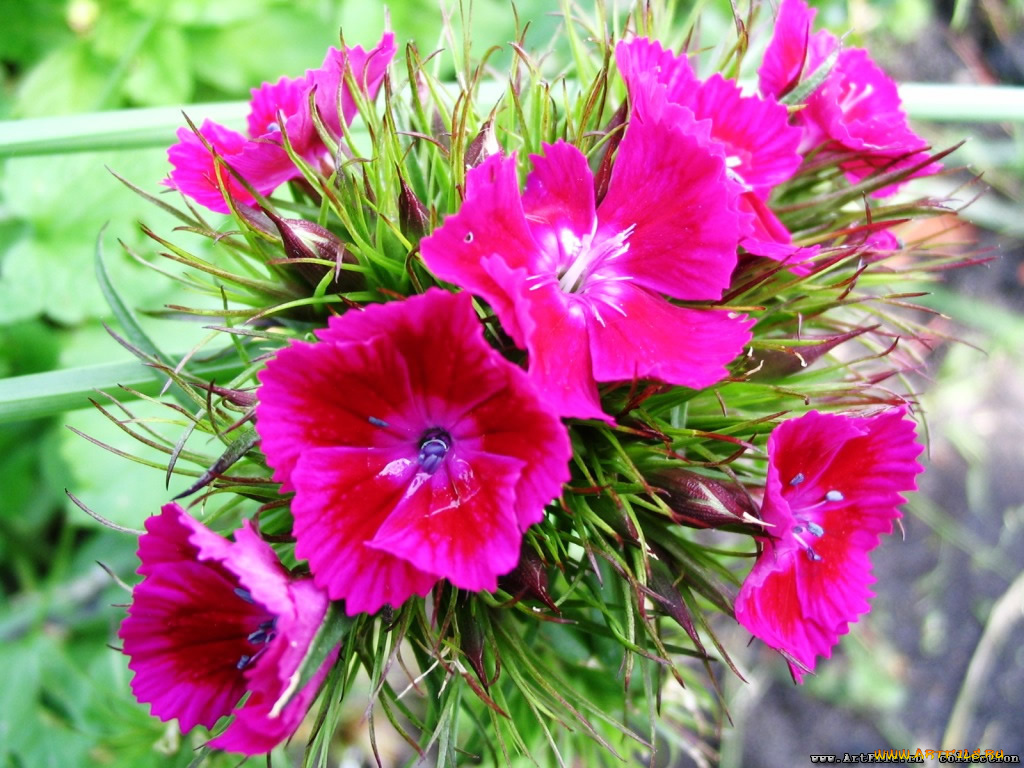 цветы, гвоздики