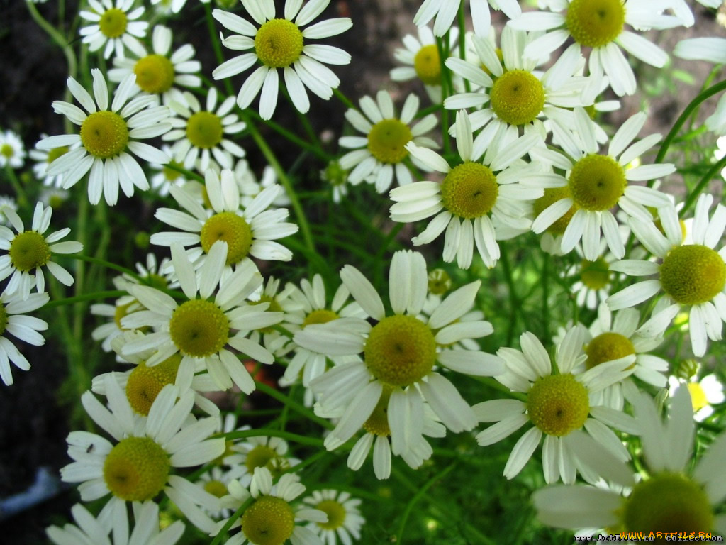 цветы, ромашки