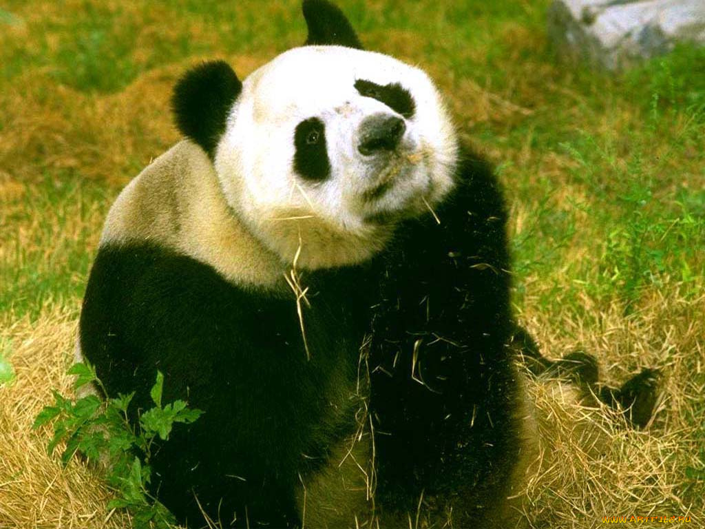 животные, панды