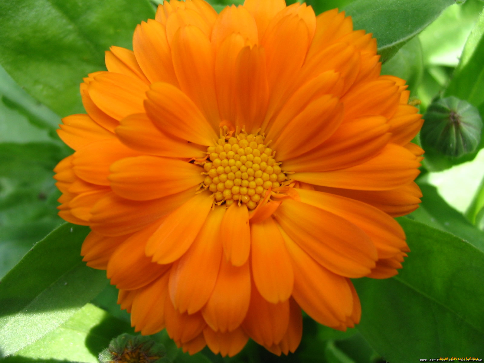 цветы, календула