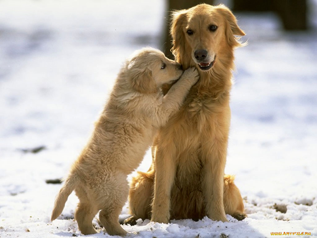 животные, собаки