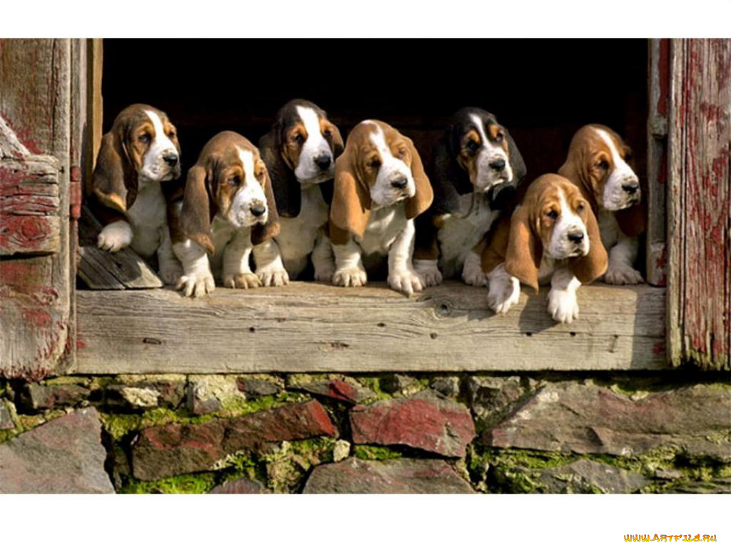 животные, собаки