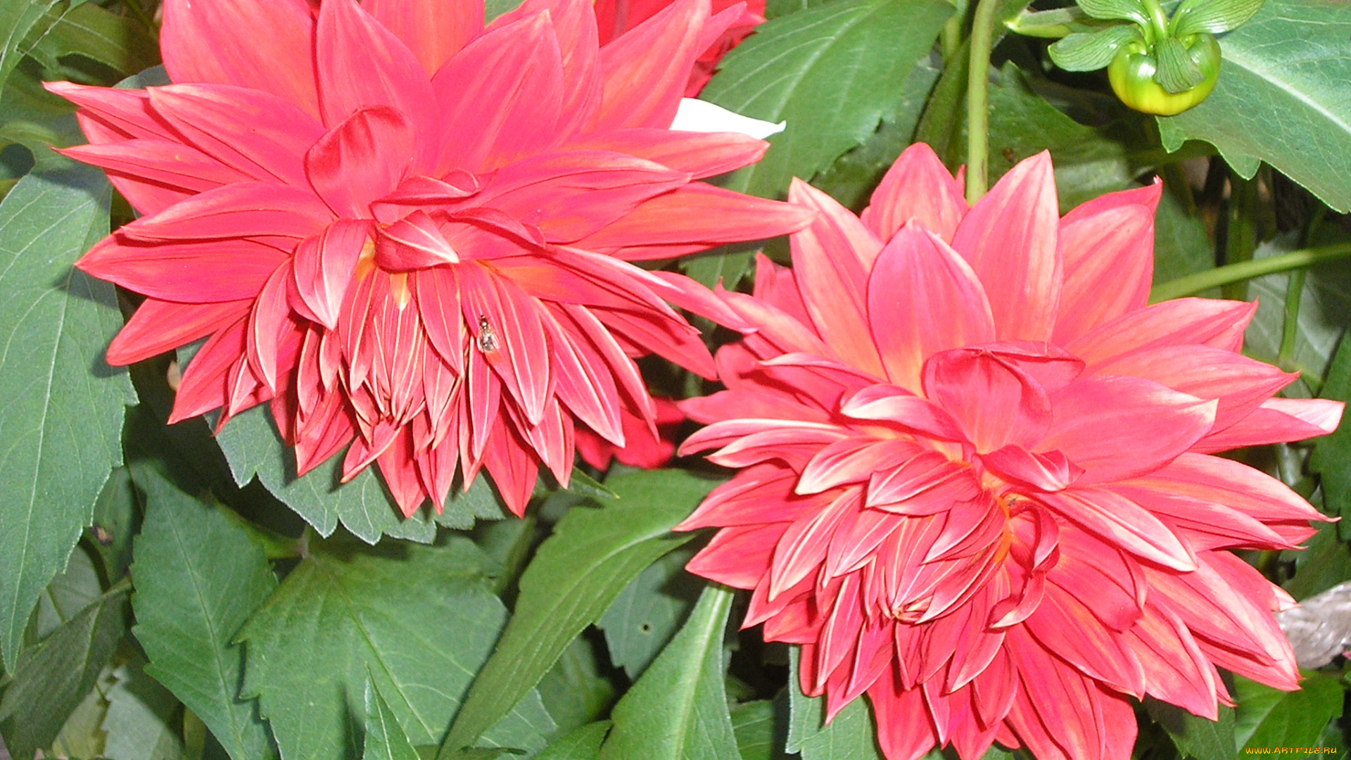 цветы, георгины