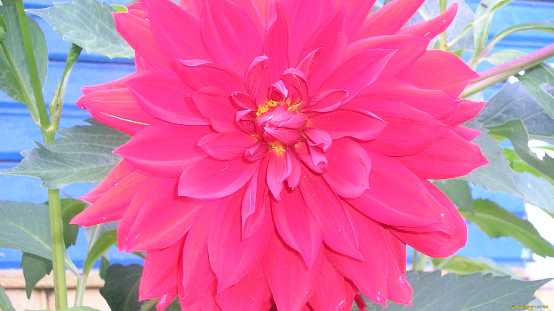 цветы, георгины