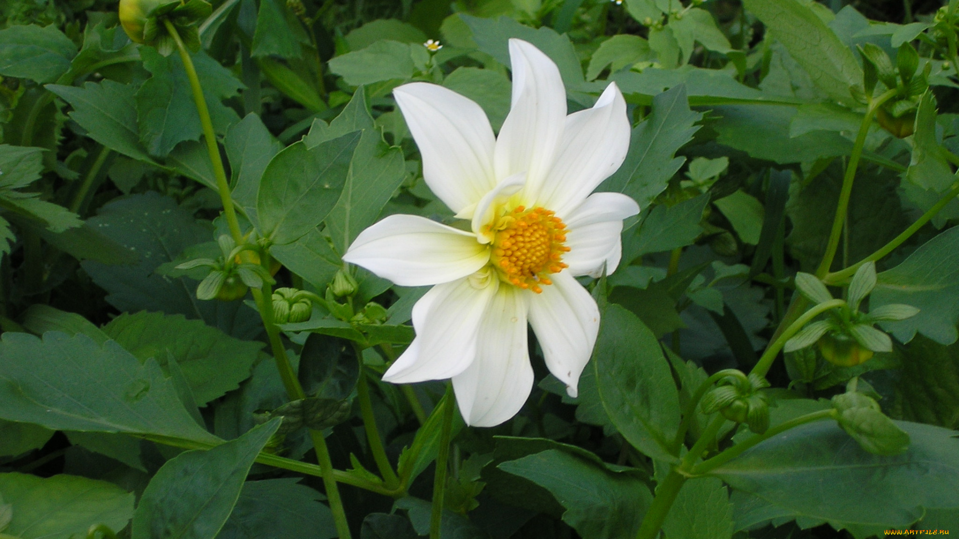 цветы, георгины