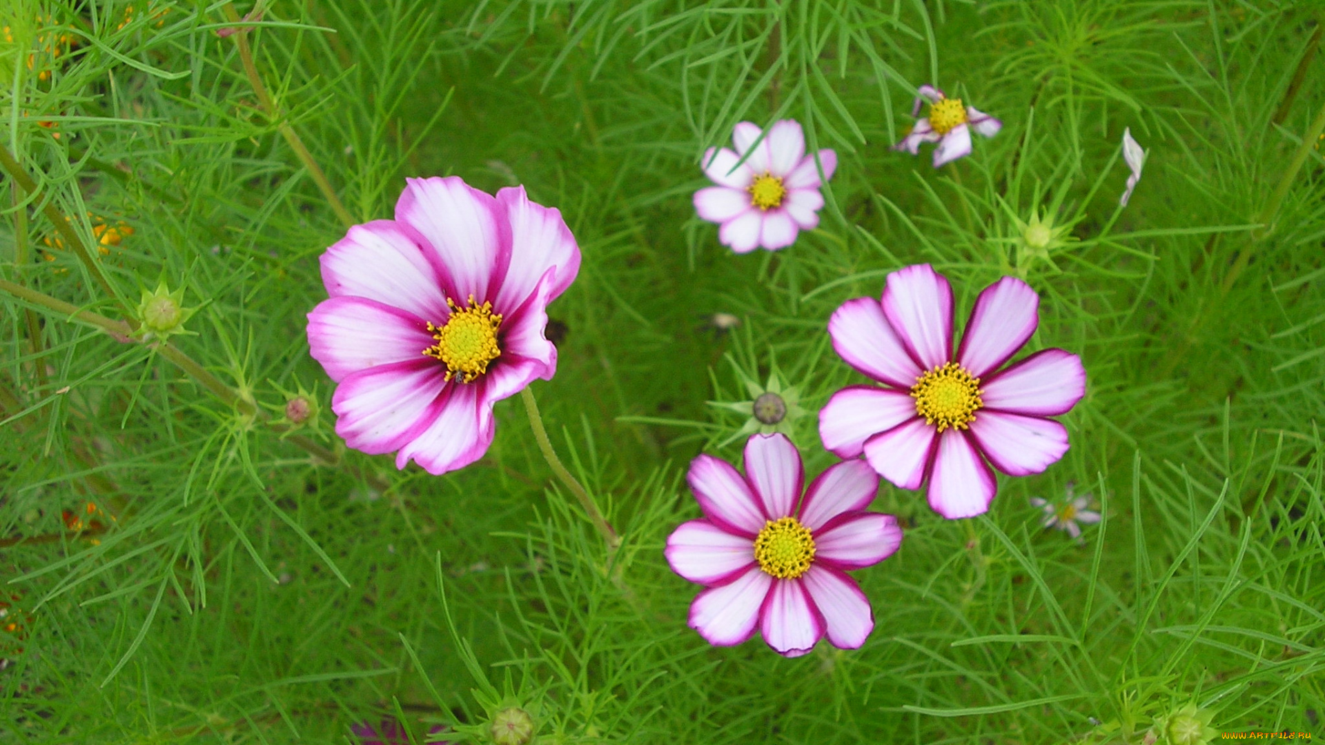 цветы, космея