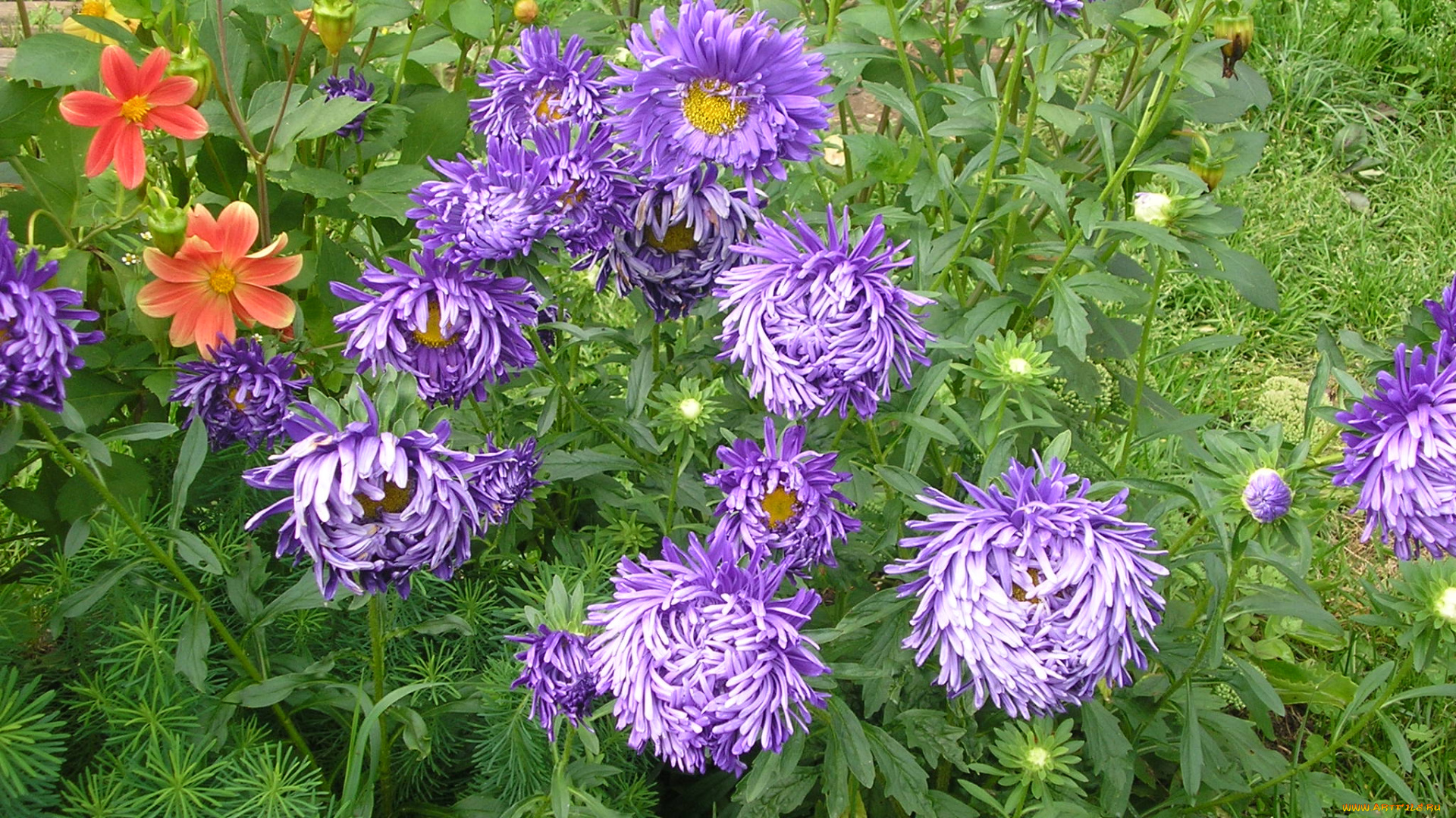 цветы, разные, вместе