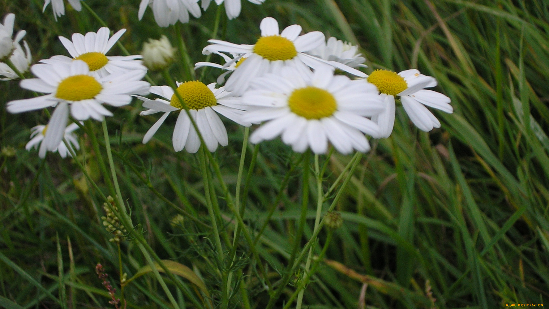 цветы, ромашки