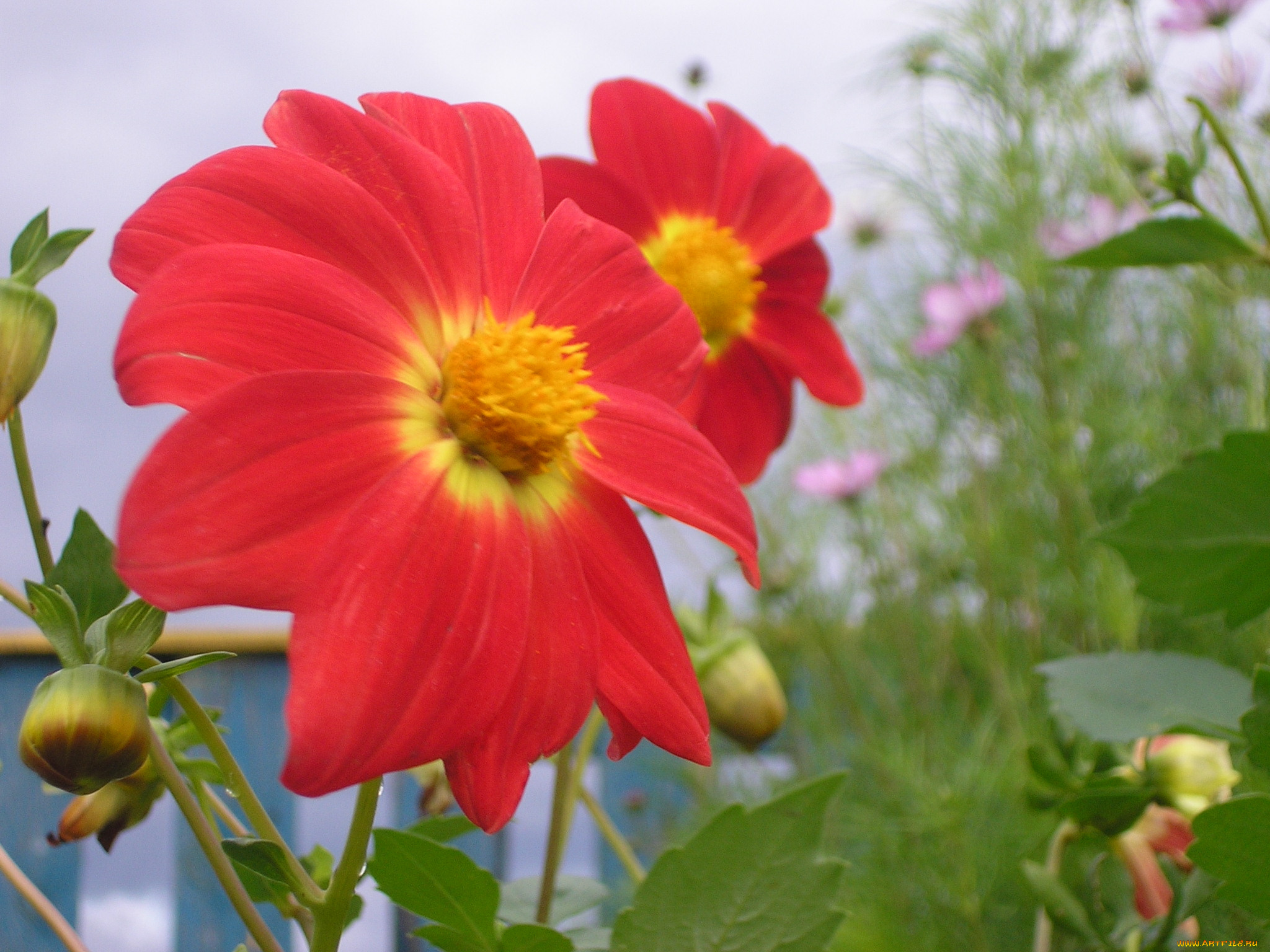 цветы, георгины