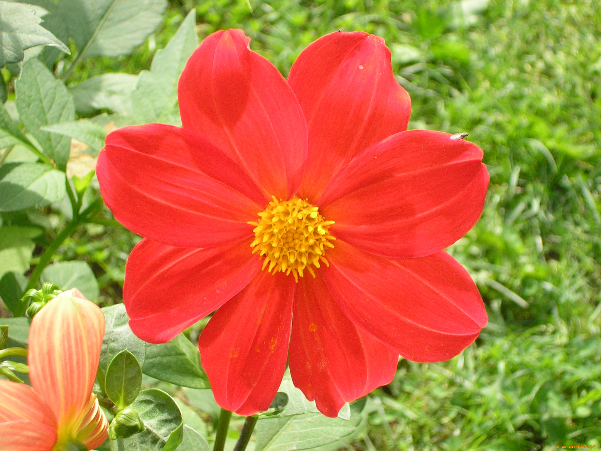 цветы, георгины