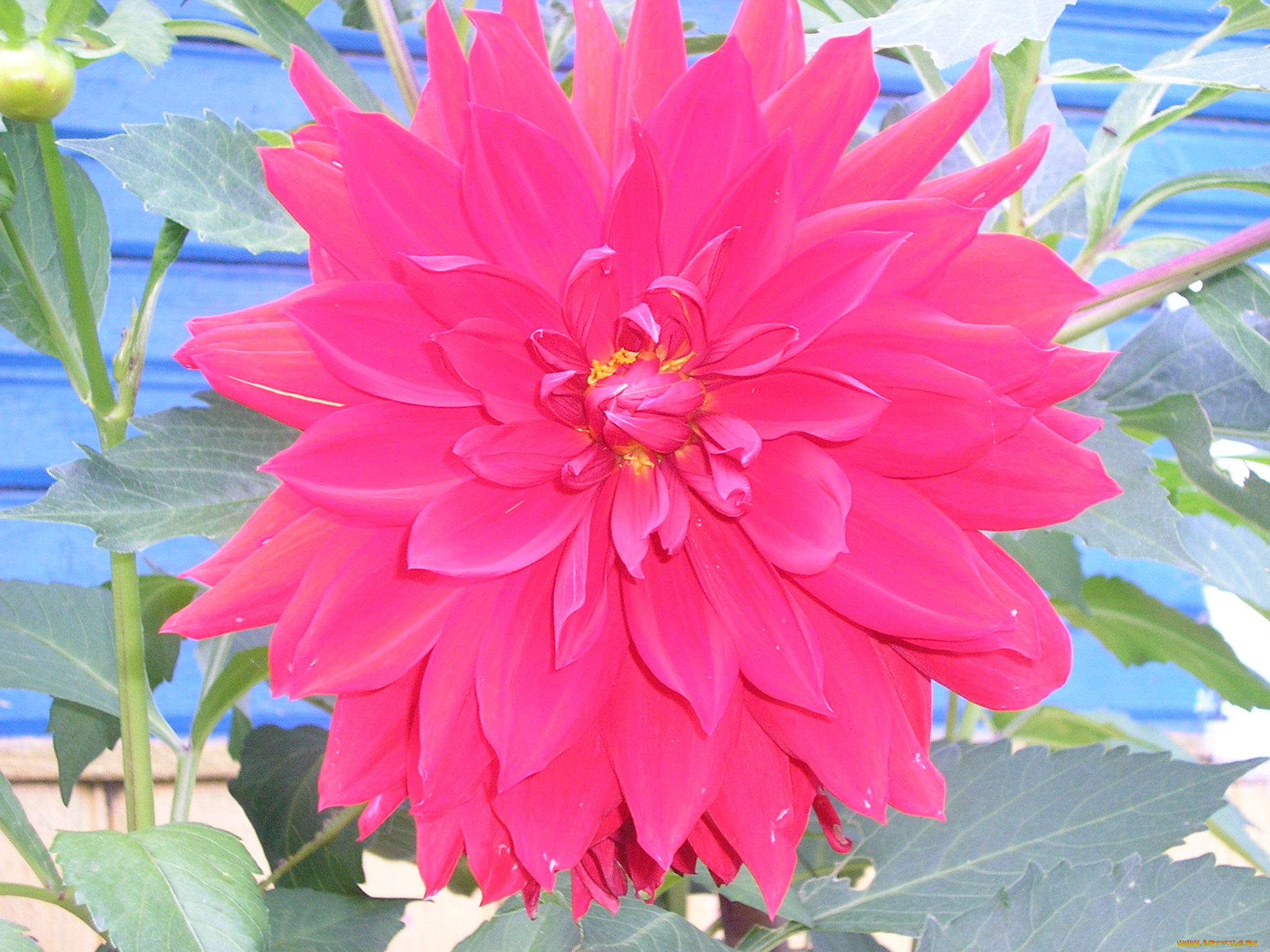 цветы, георгины