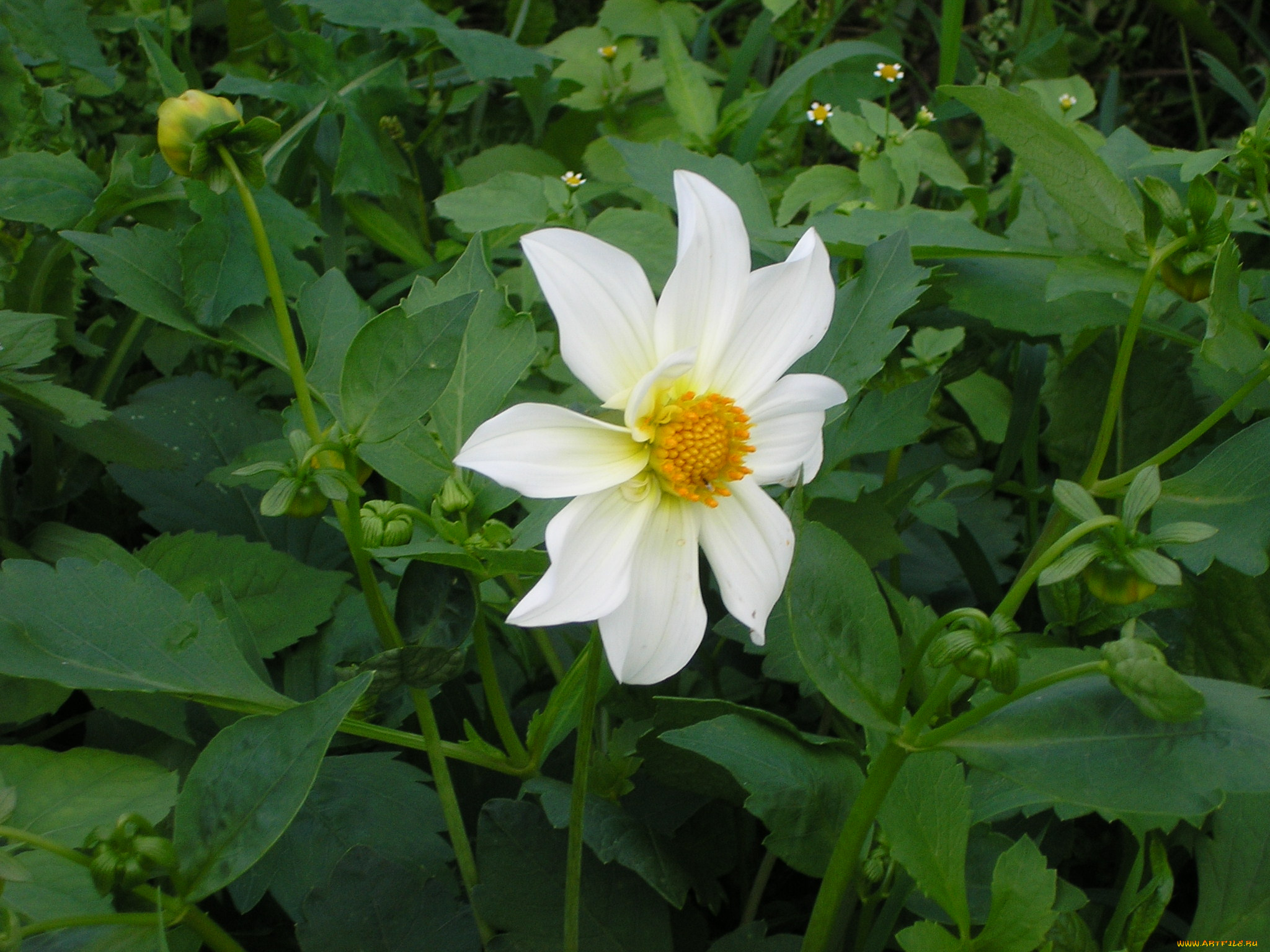 цветы, георгины