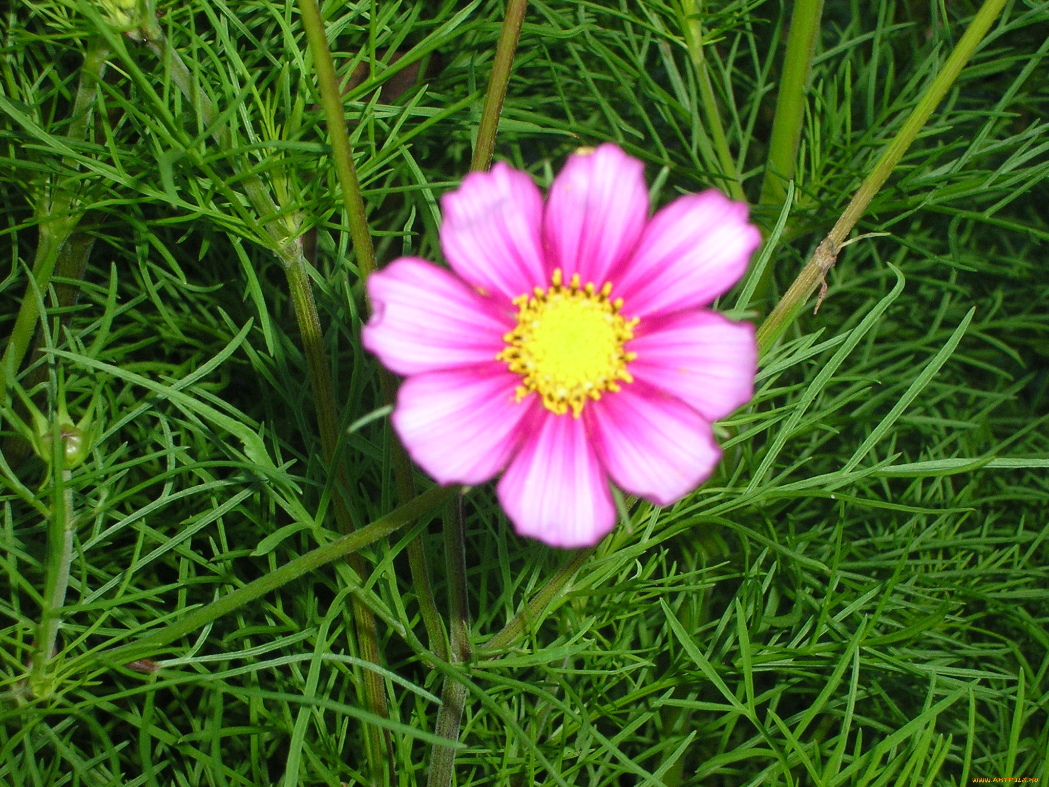 цветы, космея