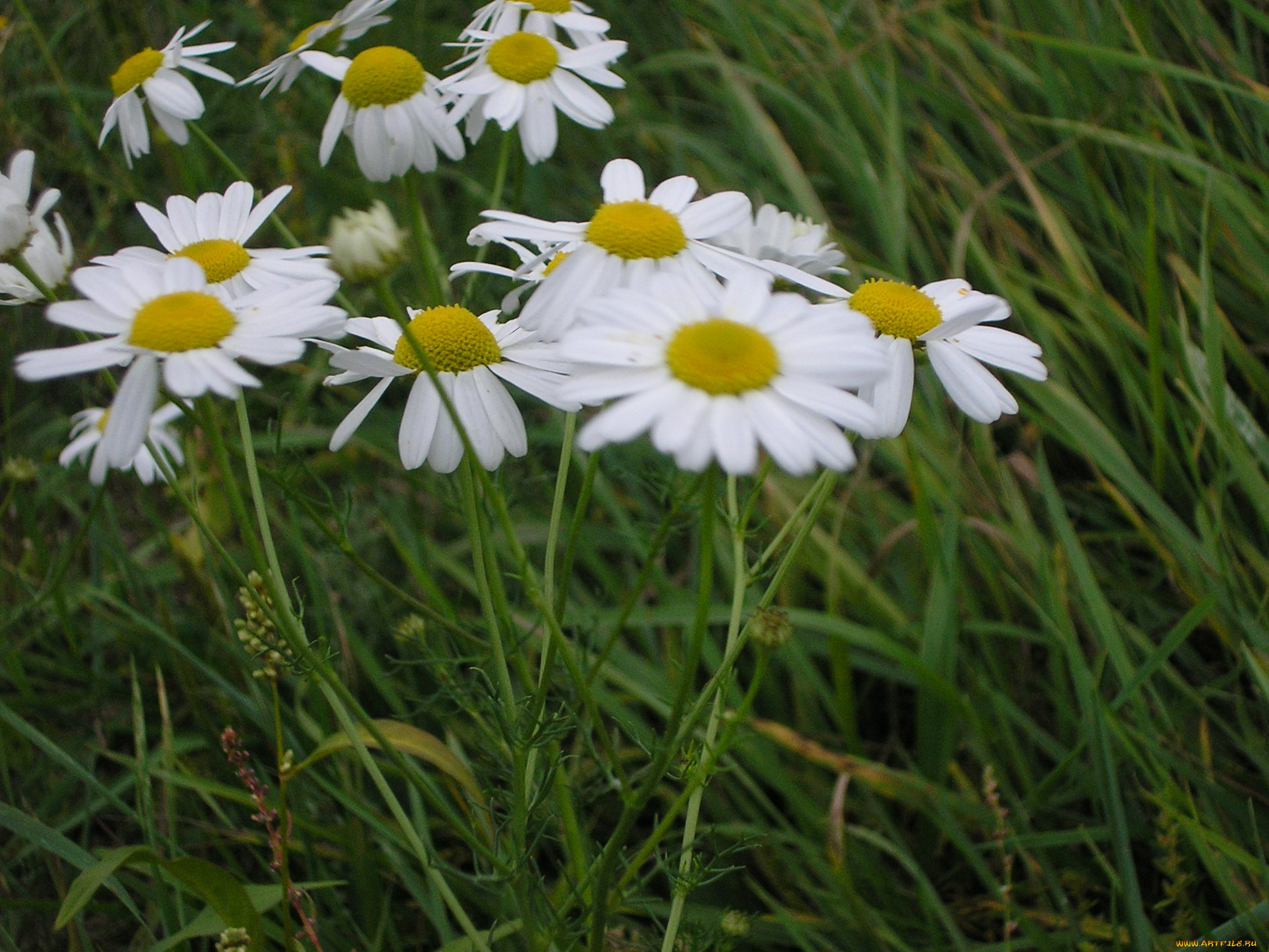 цветы, ромашки