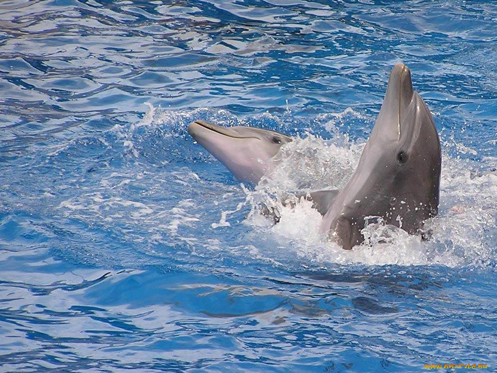 животные, дельфины