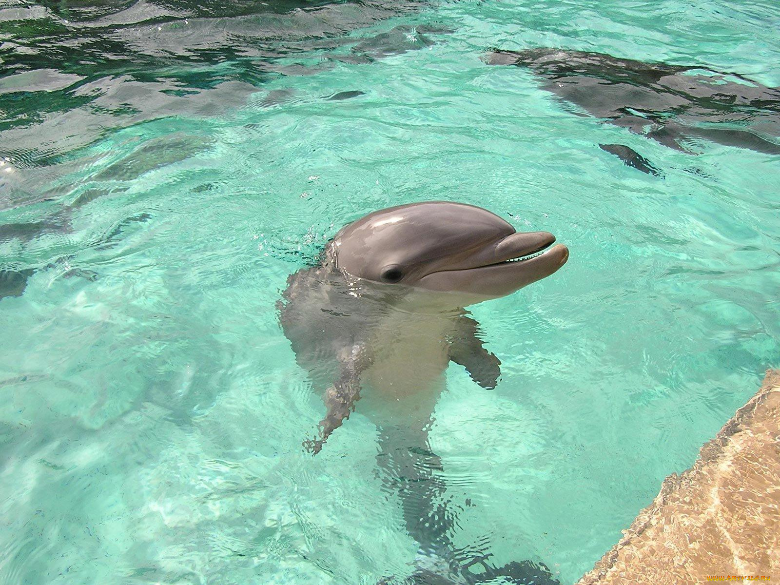 животные, дельфины