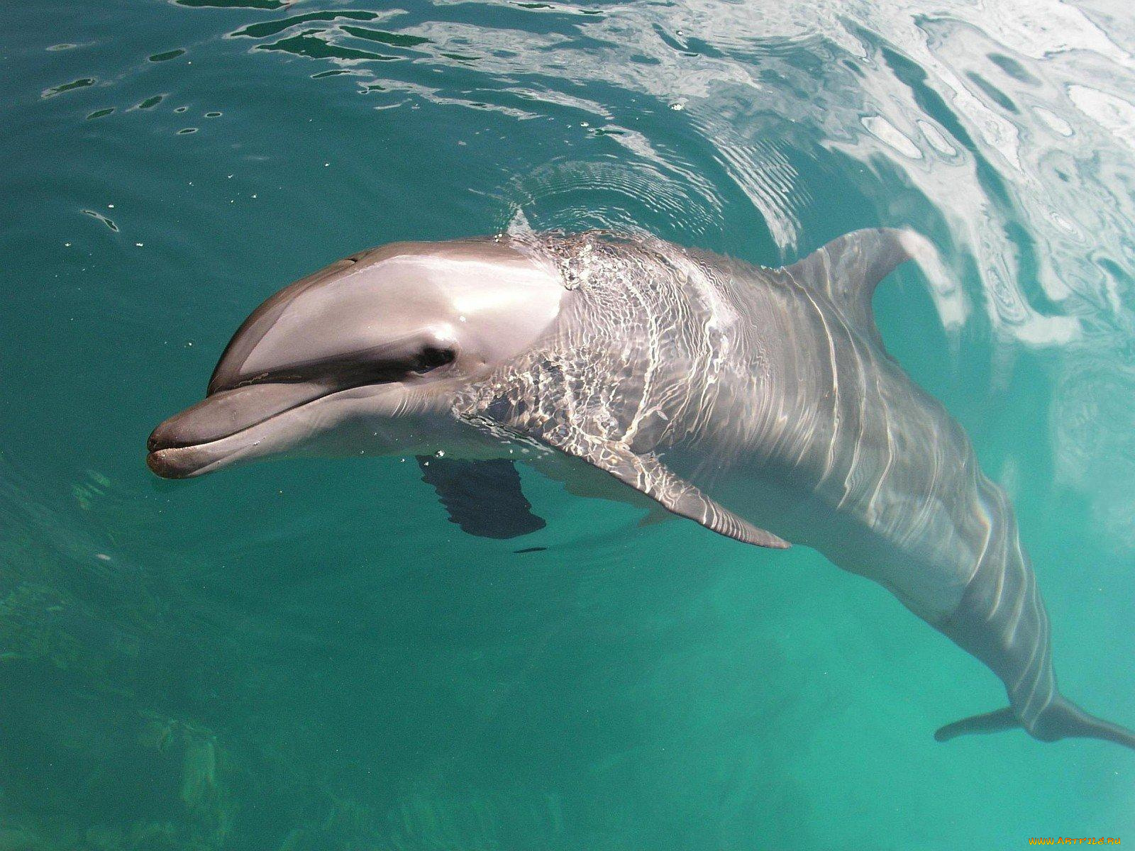 животные, дельфины