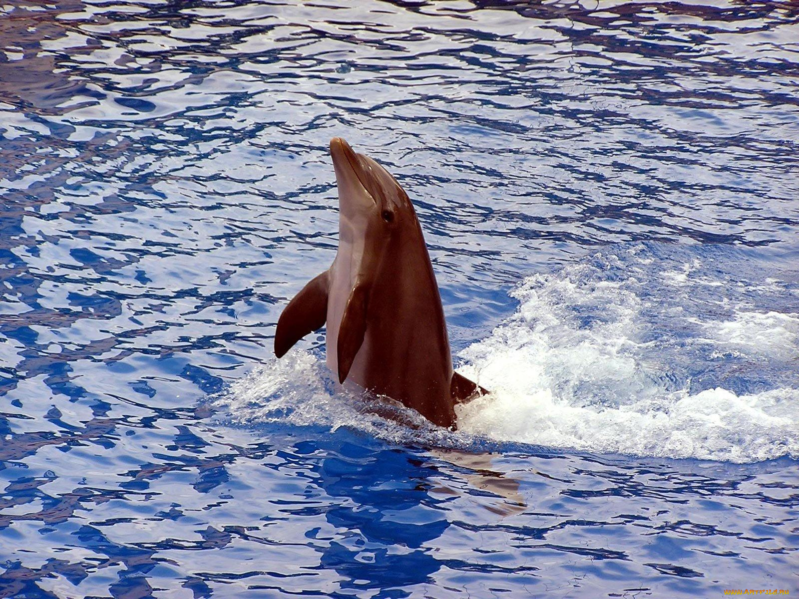 животные, дельфины