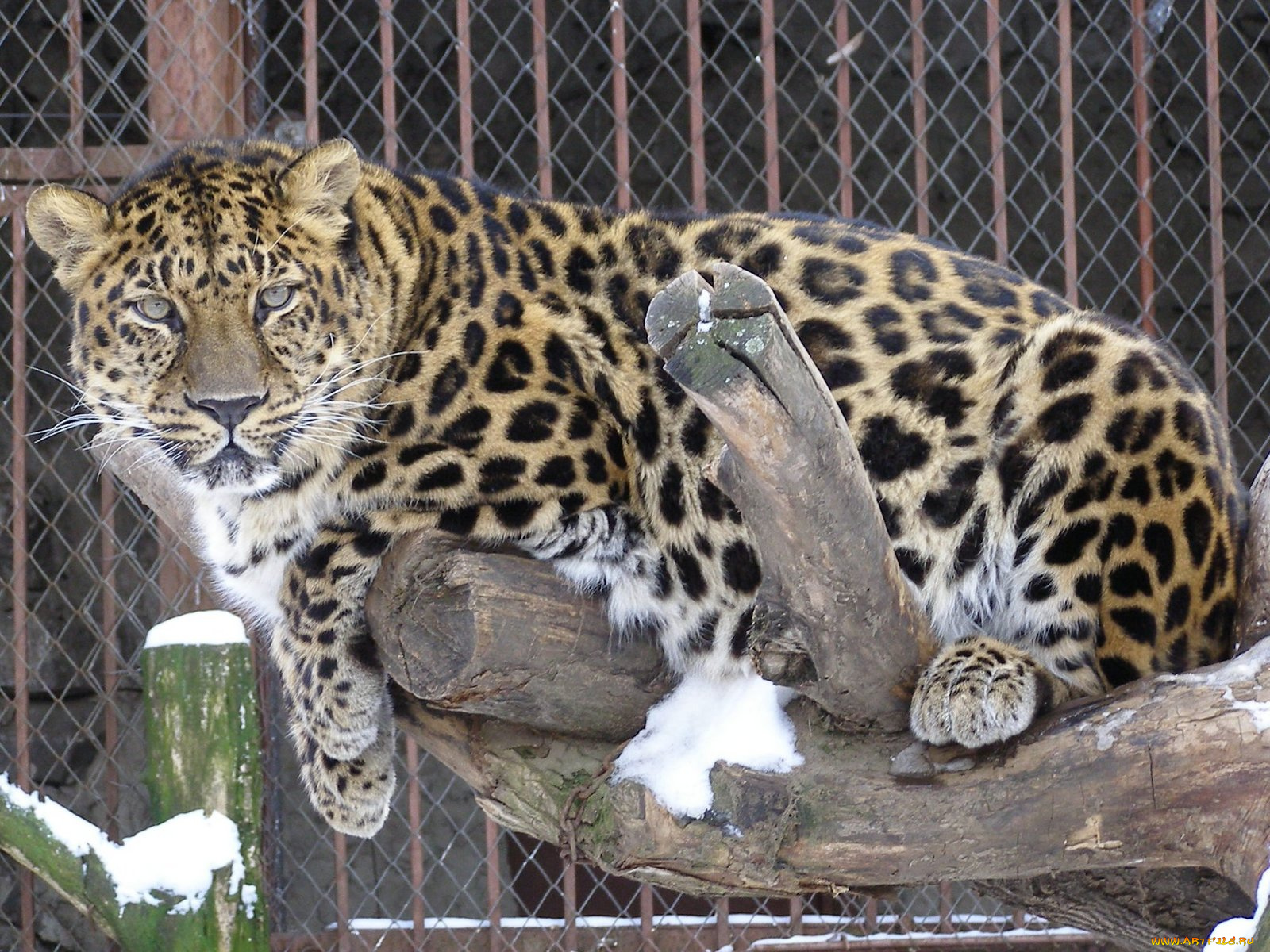 животные, леопарды