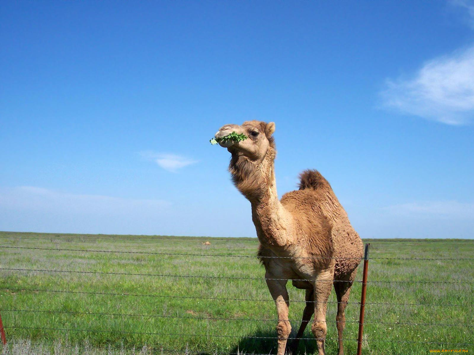 животные, верблюды