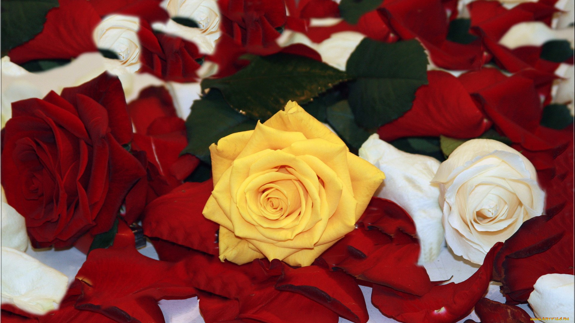 цветы, розы