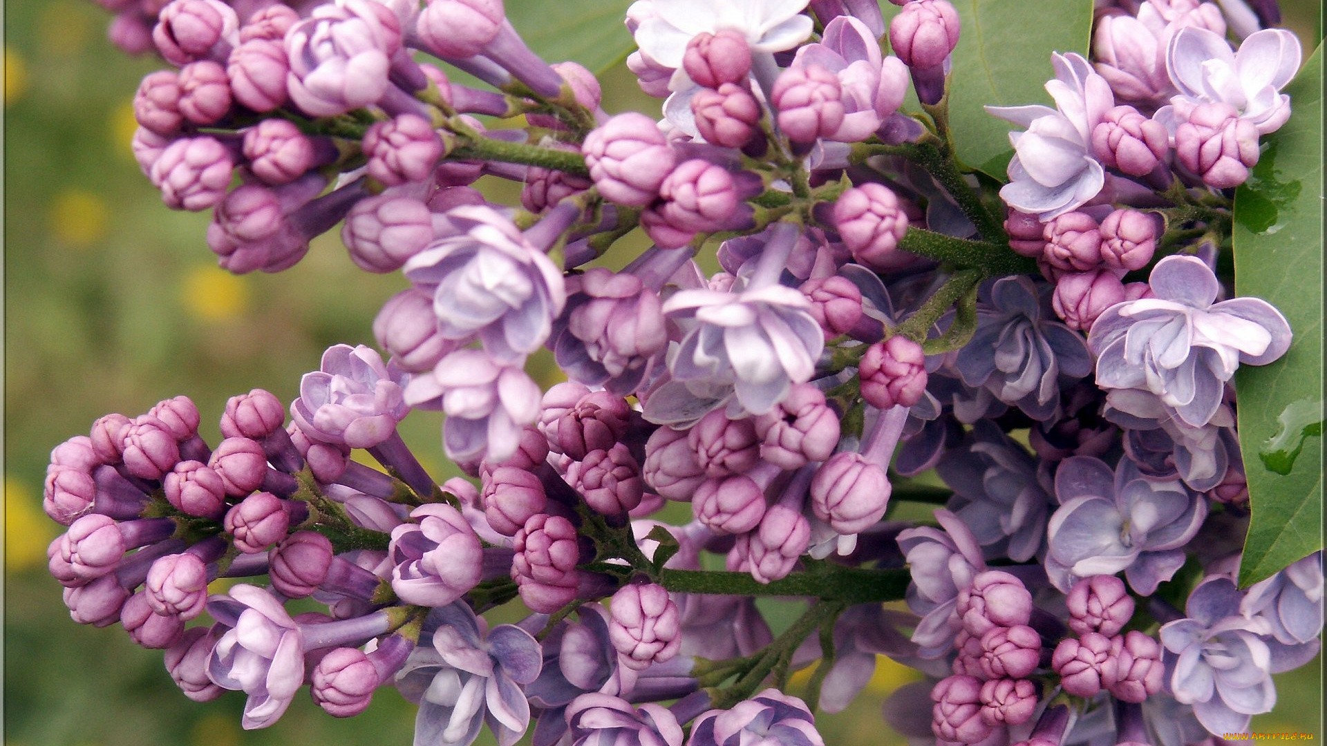 цветы, сирень