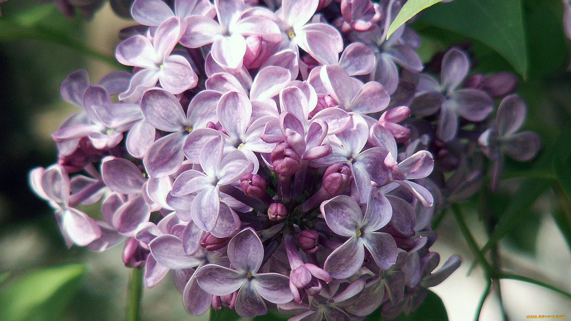 цветы, сирень