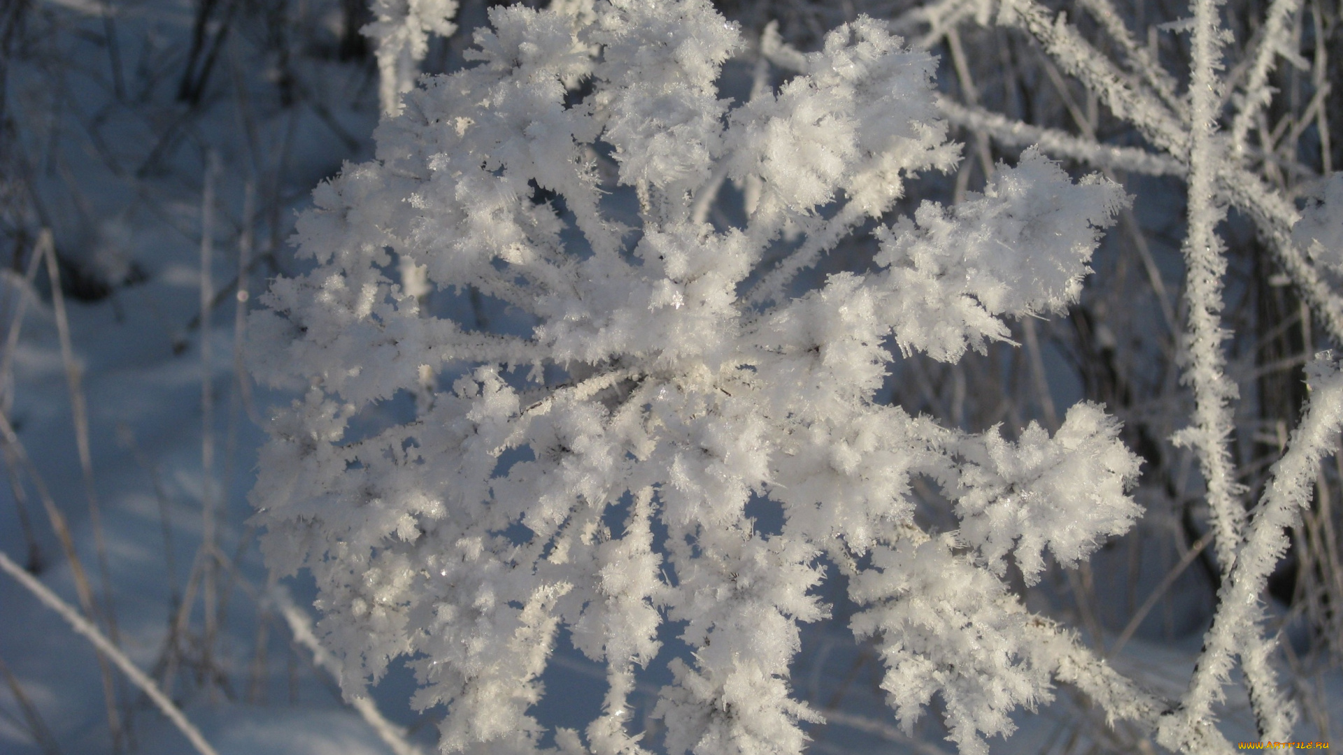 природа, макро