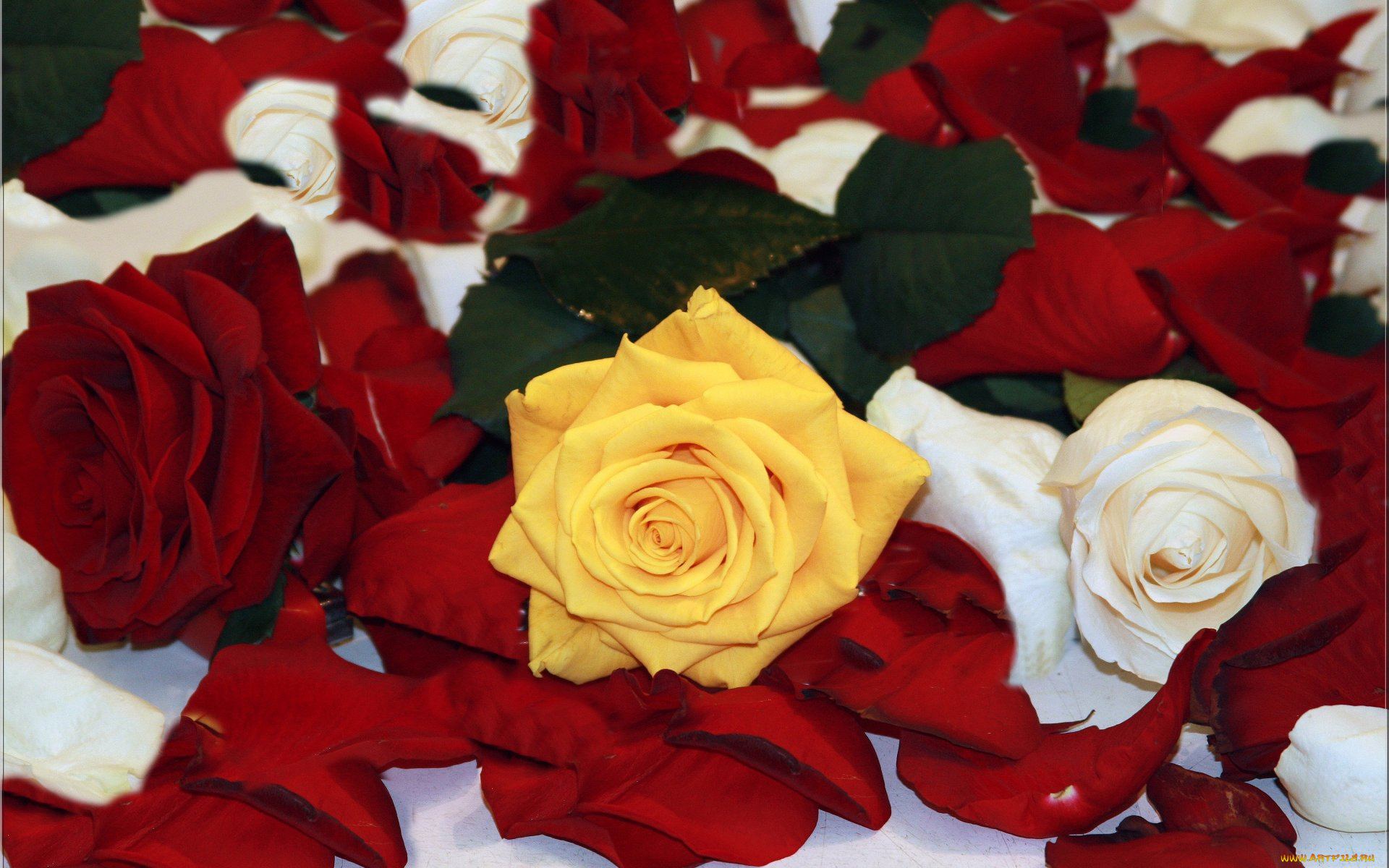 цветы, розы