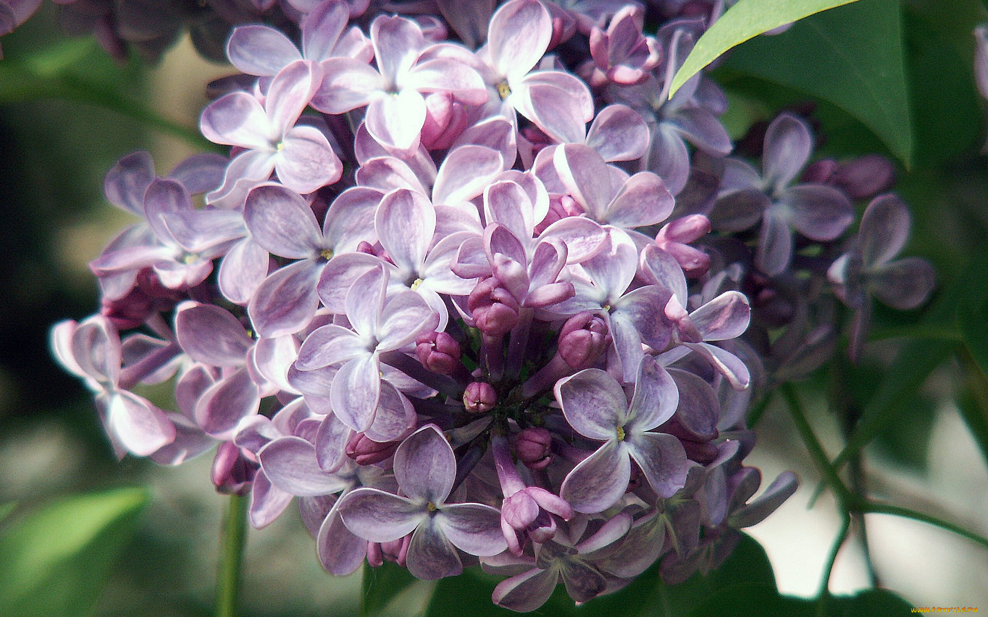 цветы, сирень