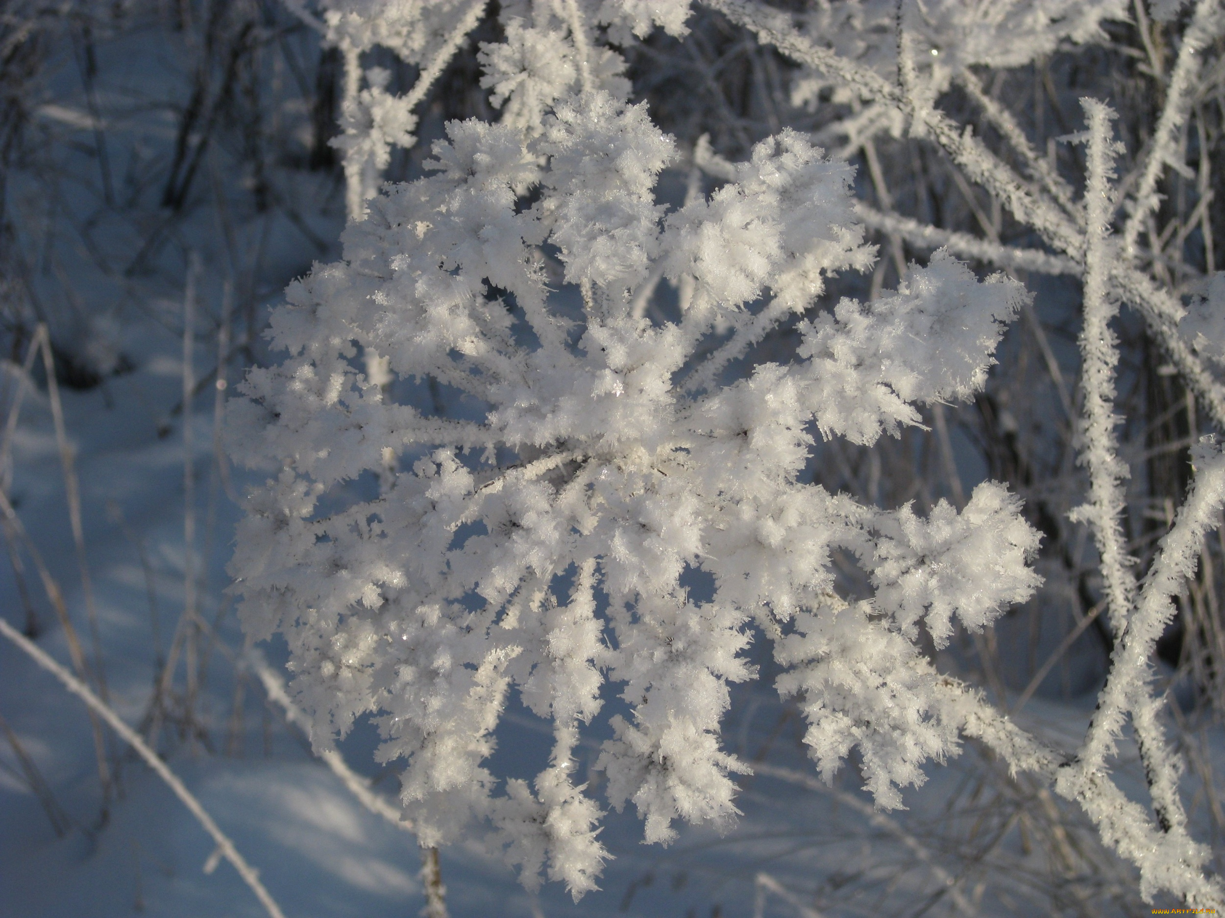 природа, макро