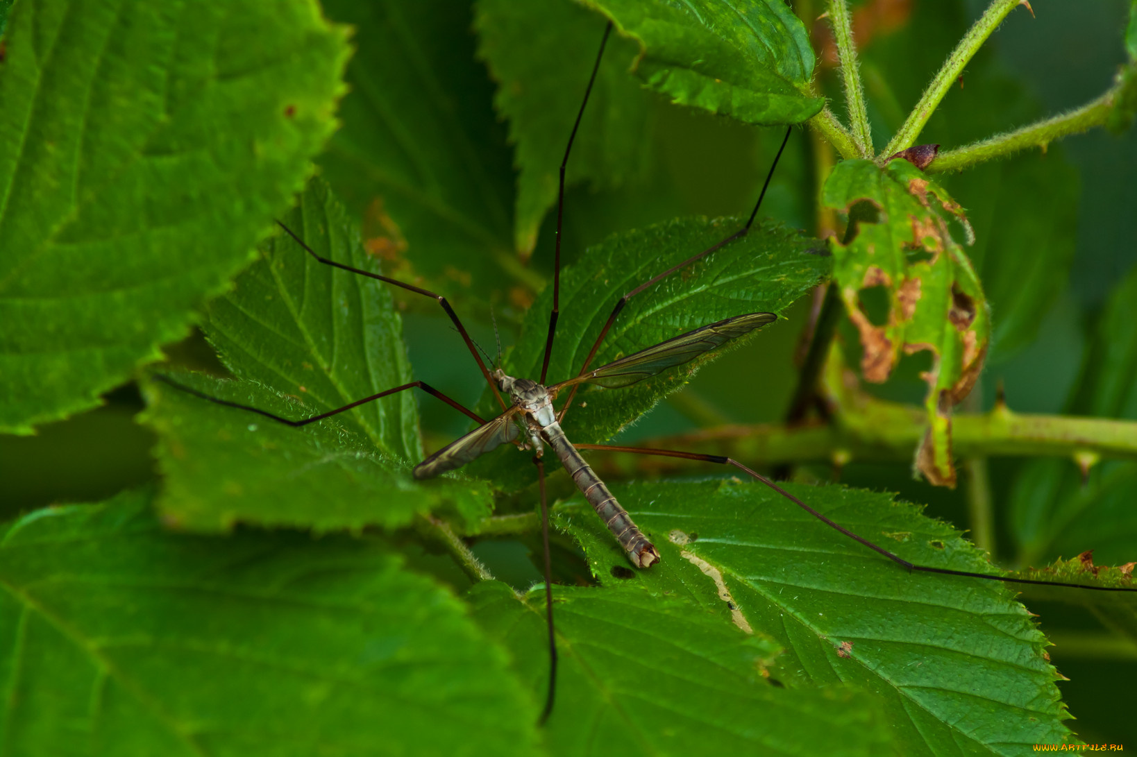животные, насекомые, листья