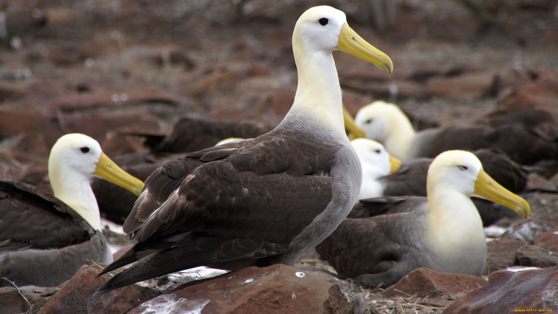 животные, альбатросы, альбатрос