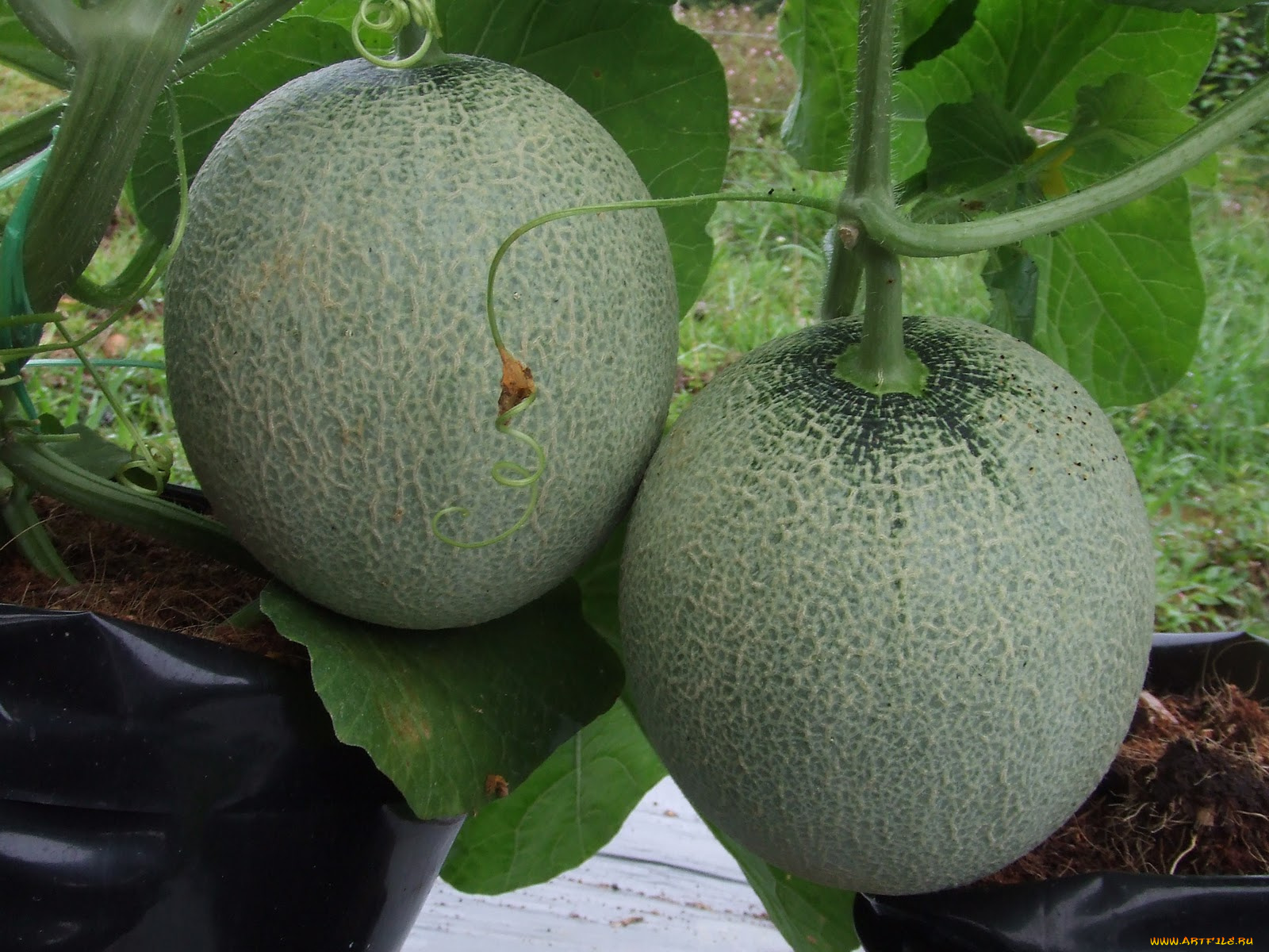 природа, плоды, дыня