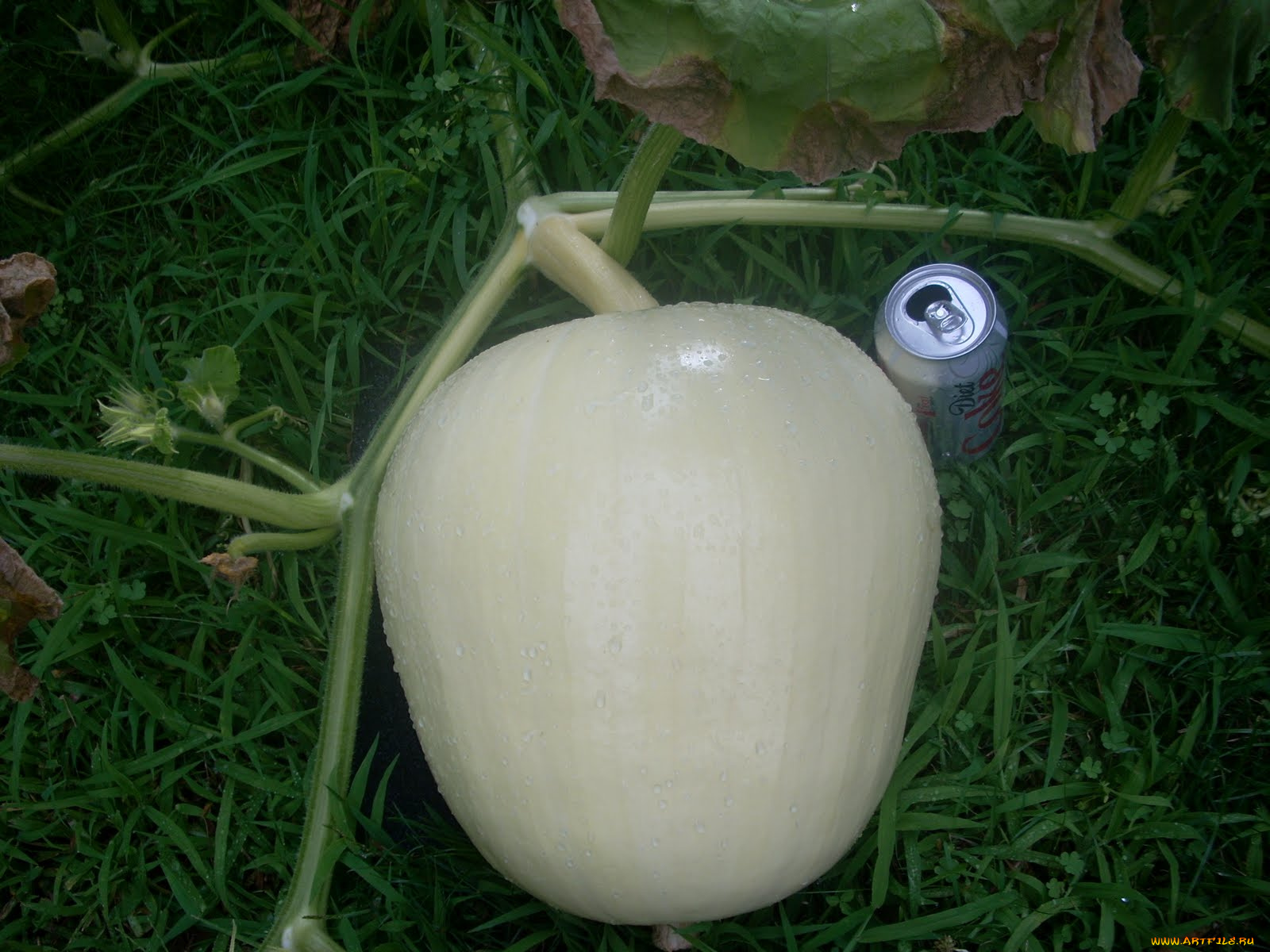 природа, плоды, дыня