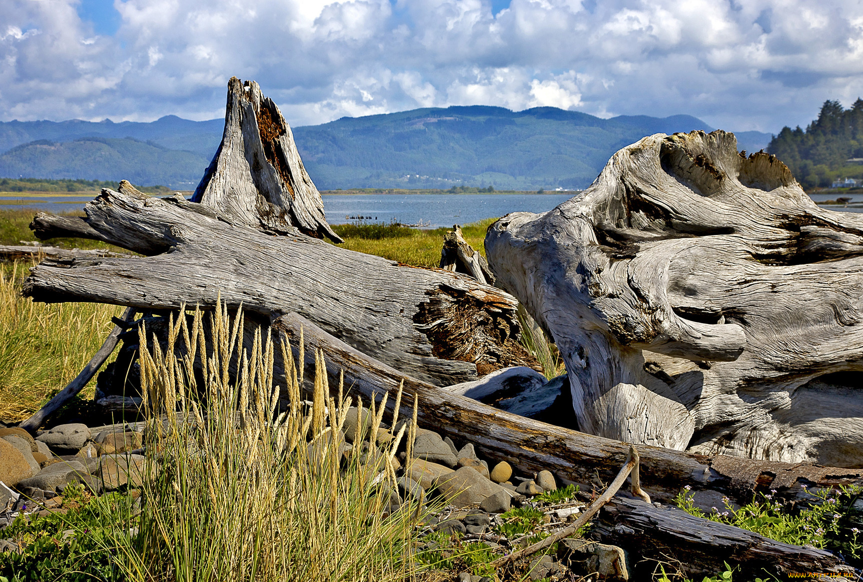 природа, другое, горы, водоем, коряга