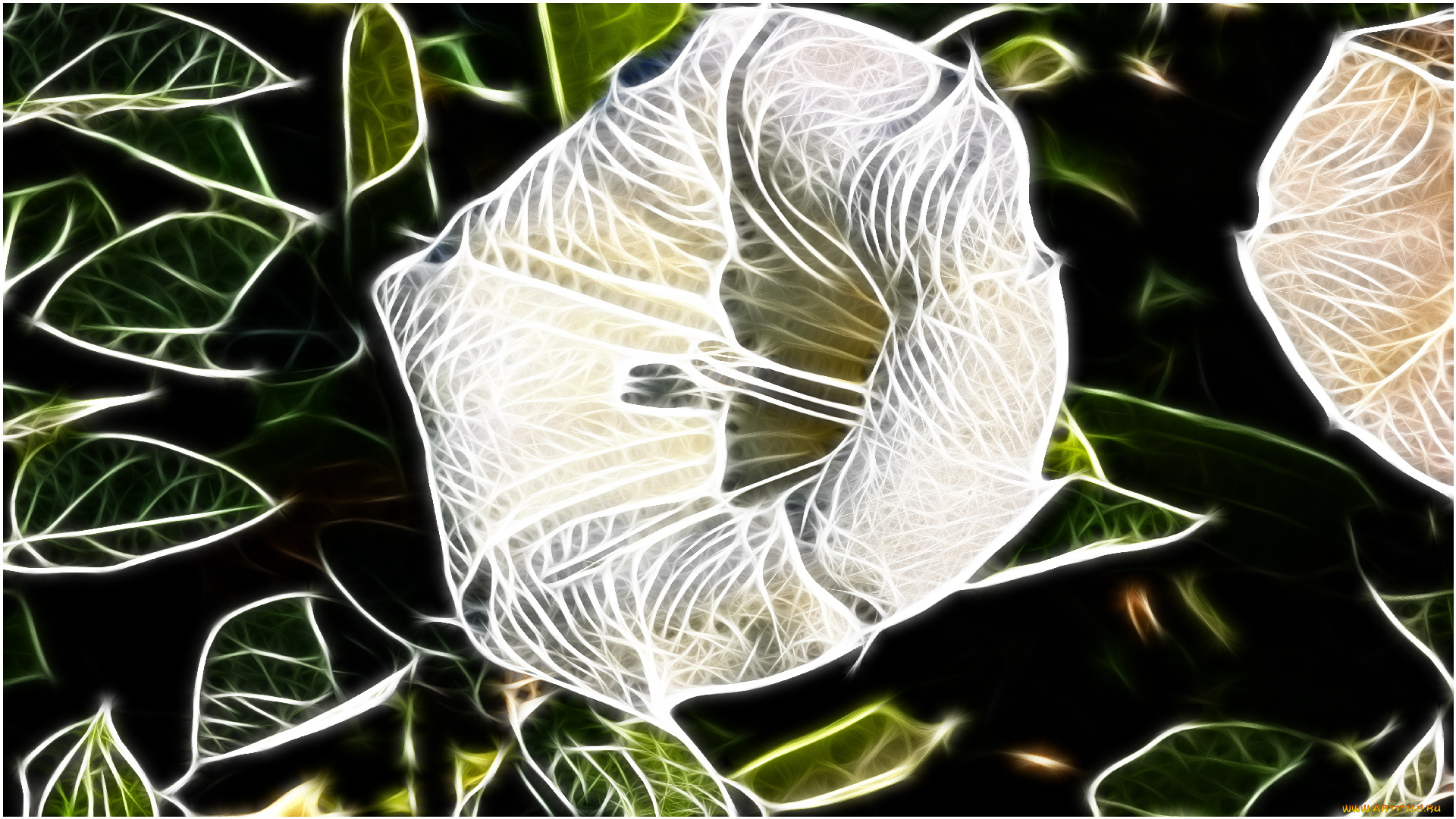 3д, графика, flowers, цветы, цвета, узор, цветок, фон