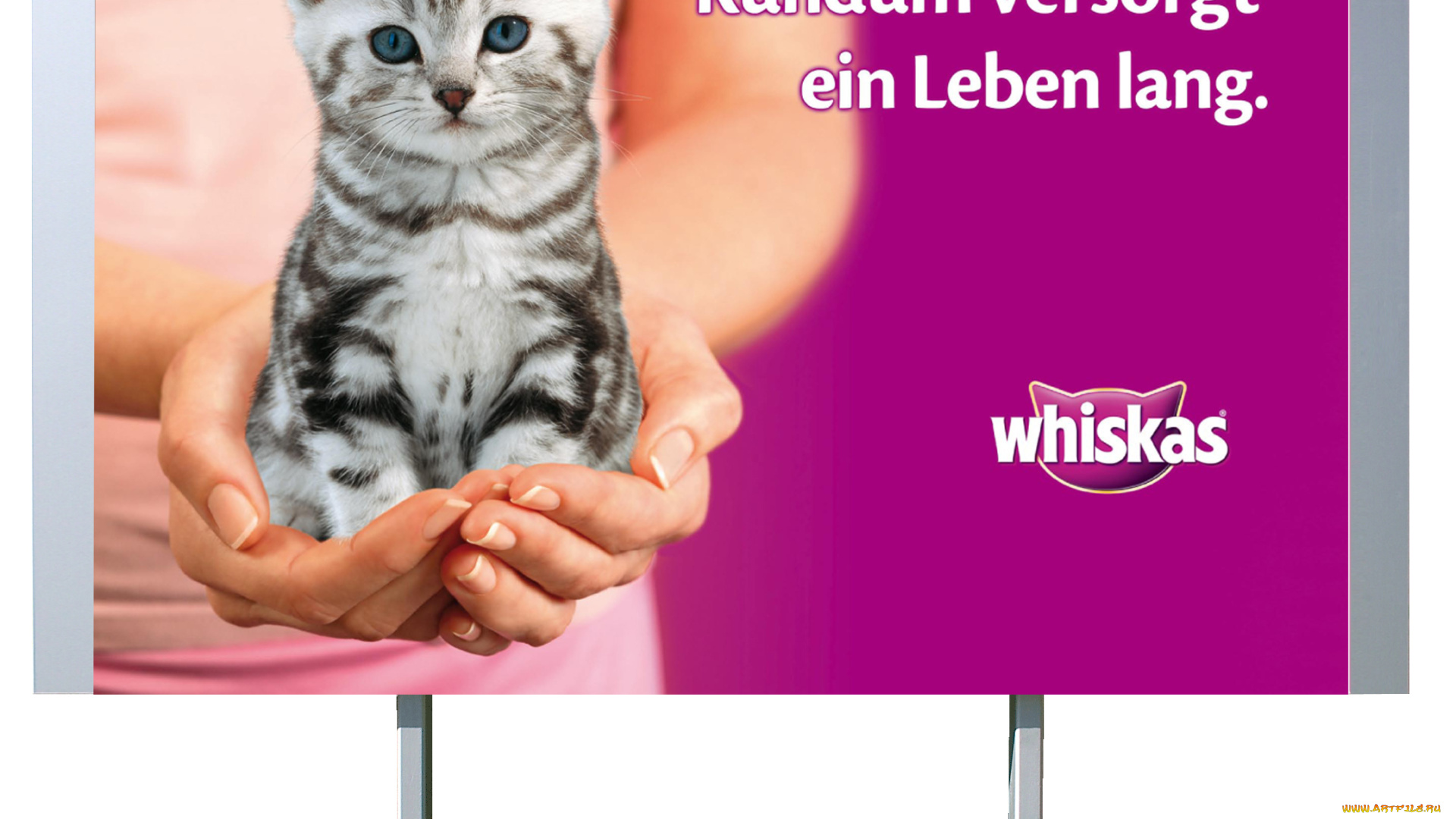 бренды, whiskas, корм