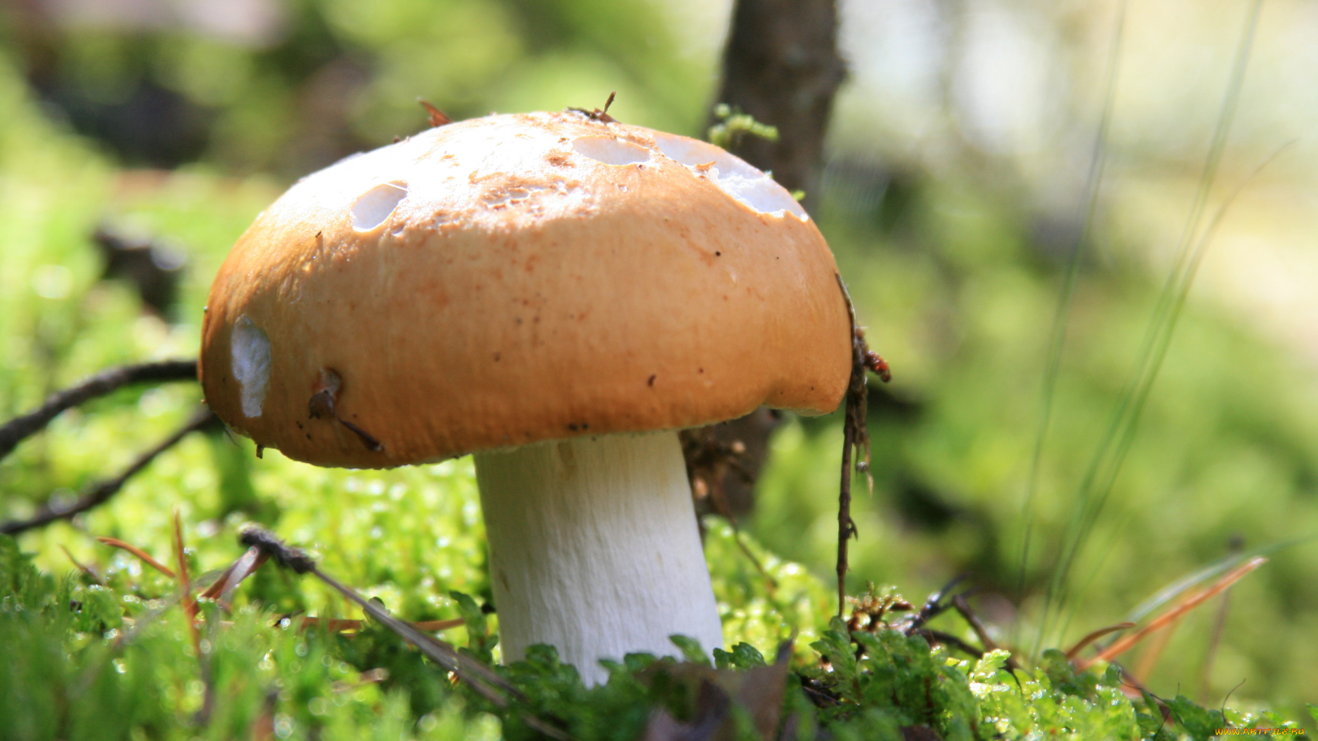 природа, грибы, лес, осень, растение