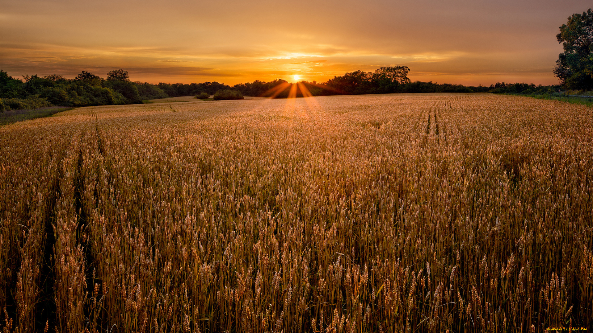 природа, поля, закат